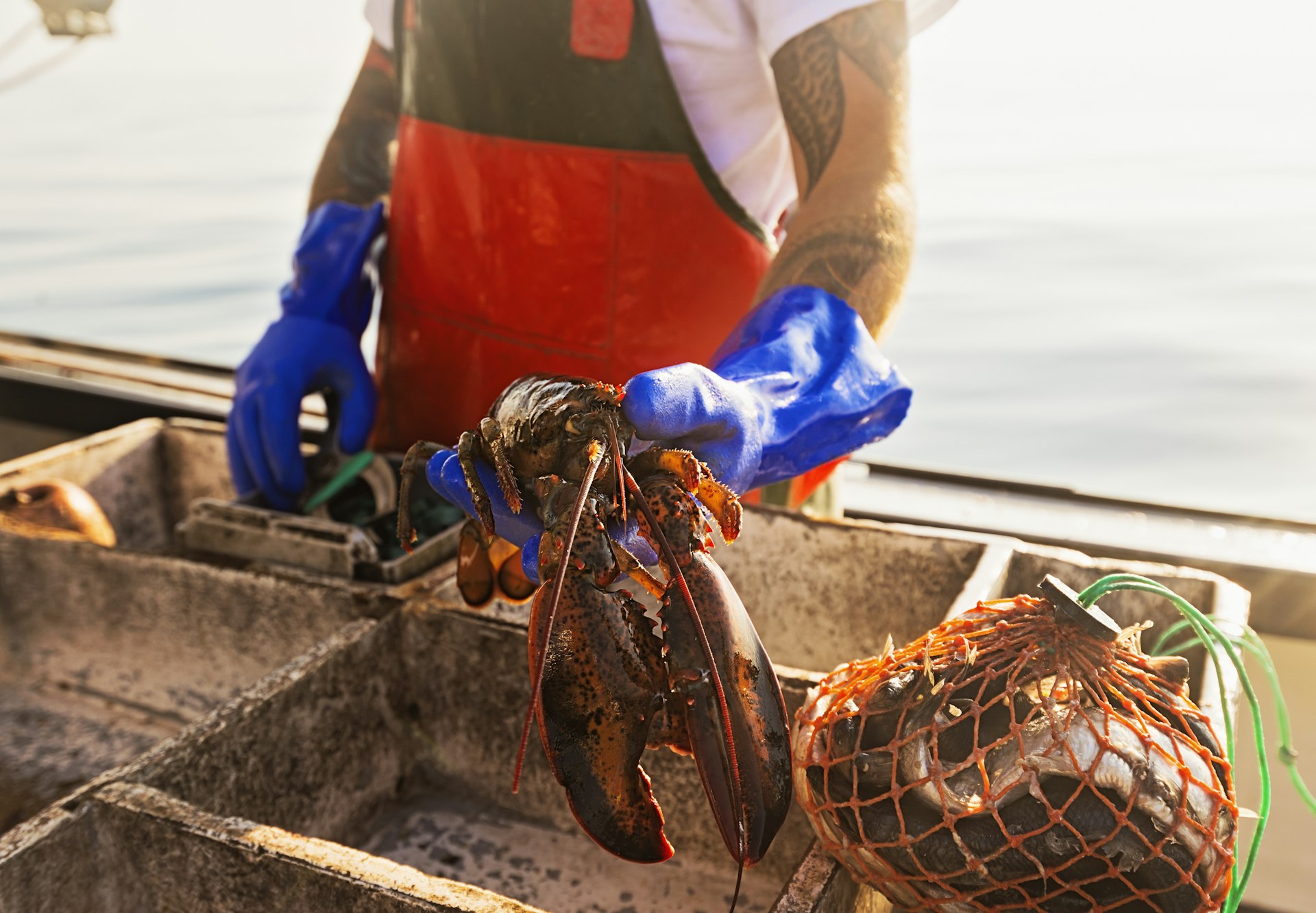 A fisher holds out a freshly caught lobster on board a boat in Maine, USA