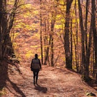 Foliage, walking through the forest in autumn. Abruzzo National Park
1442452514