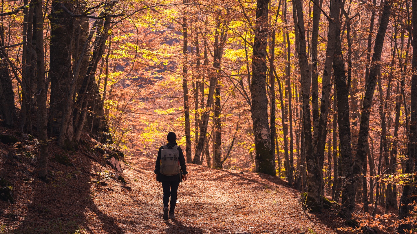 Foliage, walking through the forest in autumn. Abruzzo National Park
1442452514