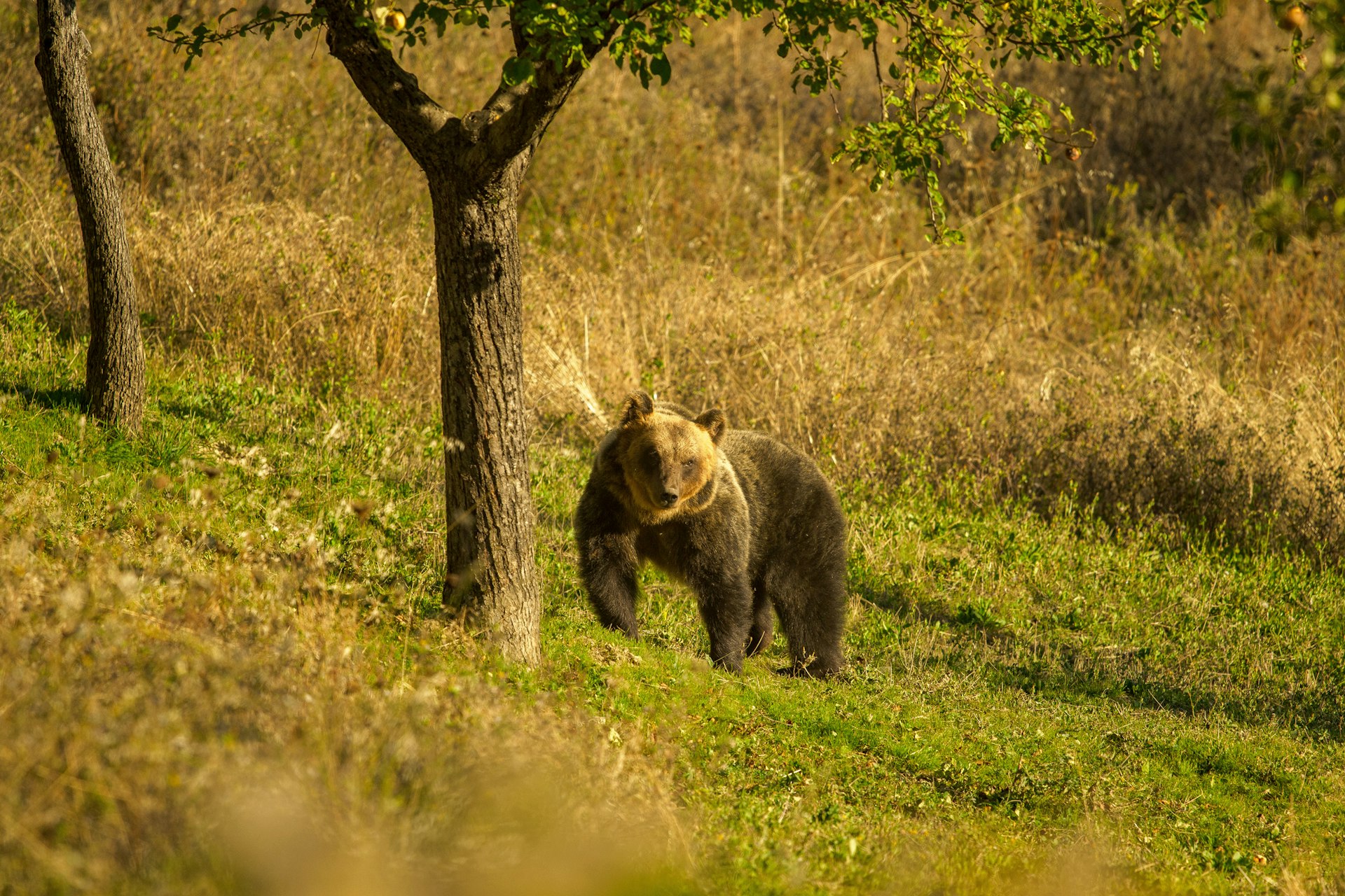 A small brown bear wanders through the undergrowth in a national park