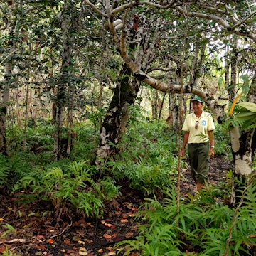 AM72BY Mauritius island, guide of the Mauritian Wildlife Foundation on the Aigrettes island, forest of ebony
AM72BY
Mauritius, island, guide, Mauritian, Wildlife, people, adult, woman, forest, Mauritian, Africa, Eastern, Africa, Mauritius, Mauritius, Island, tree