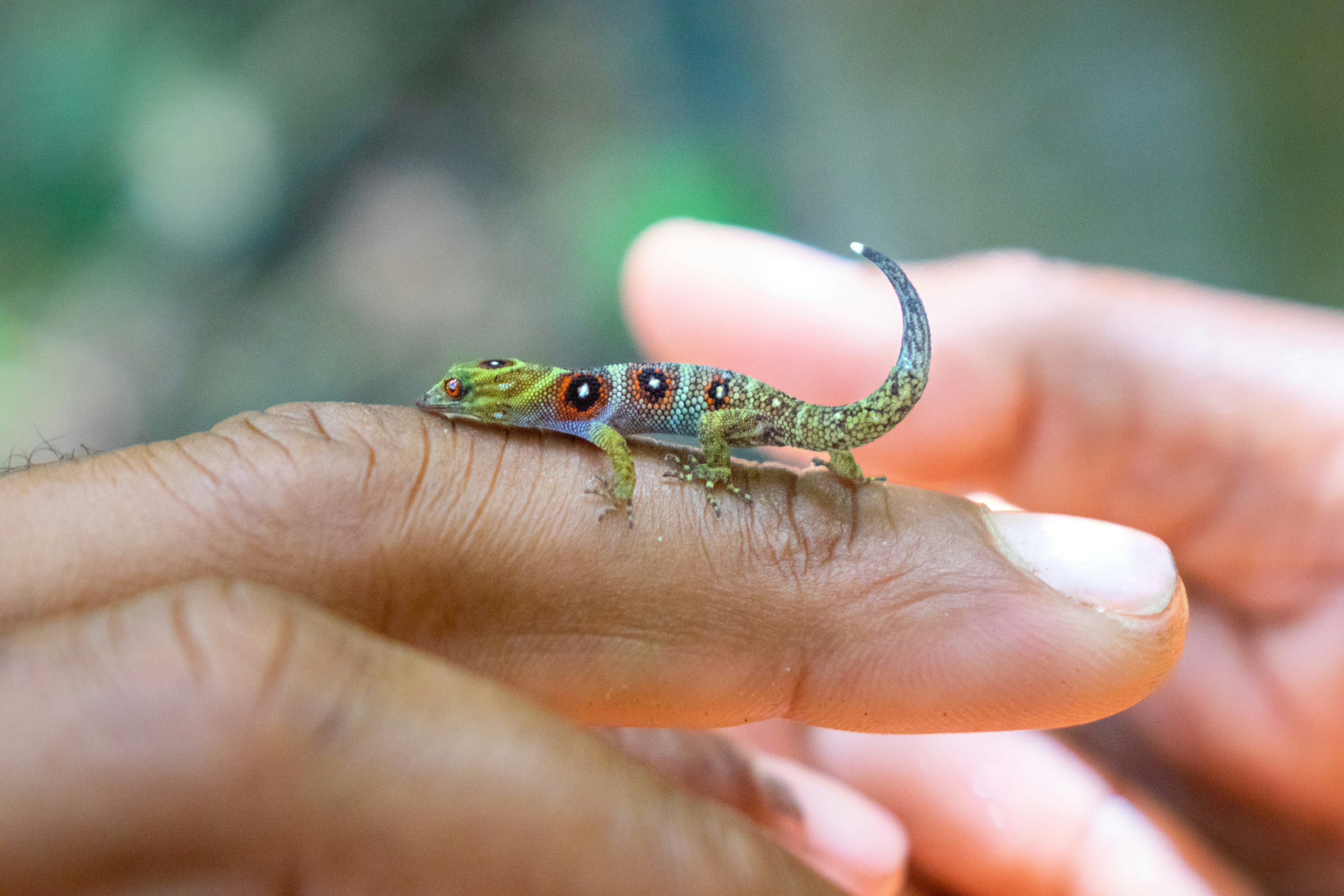 Close-up picture of Union Island gecko. Conservation measures result in an 80% increase in population of small ‘Polaroid’ gecko.