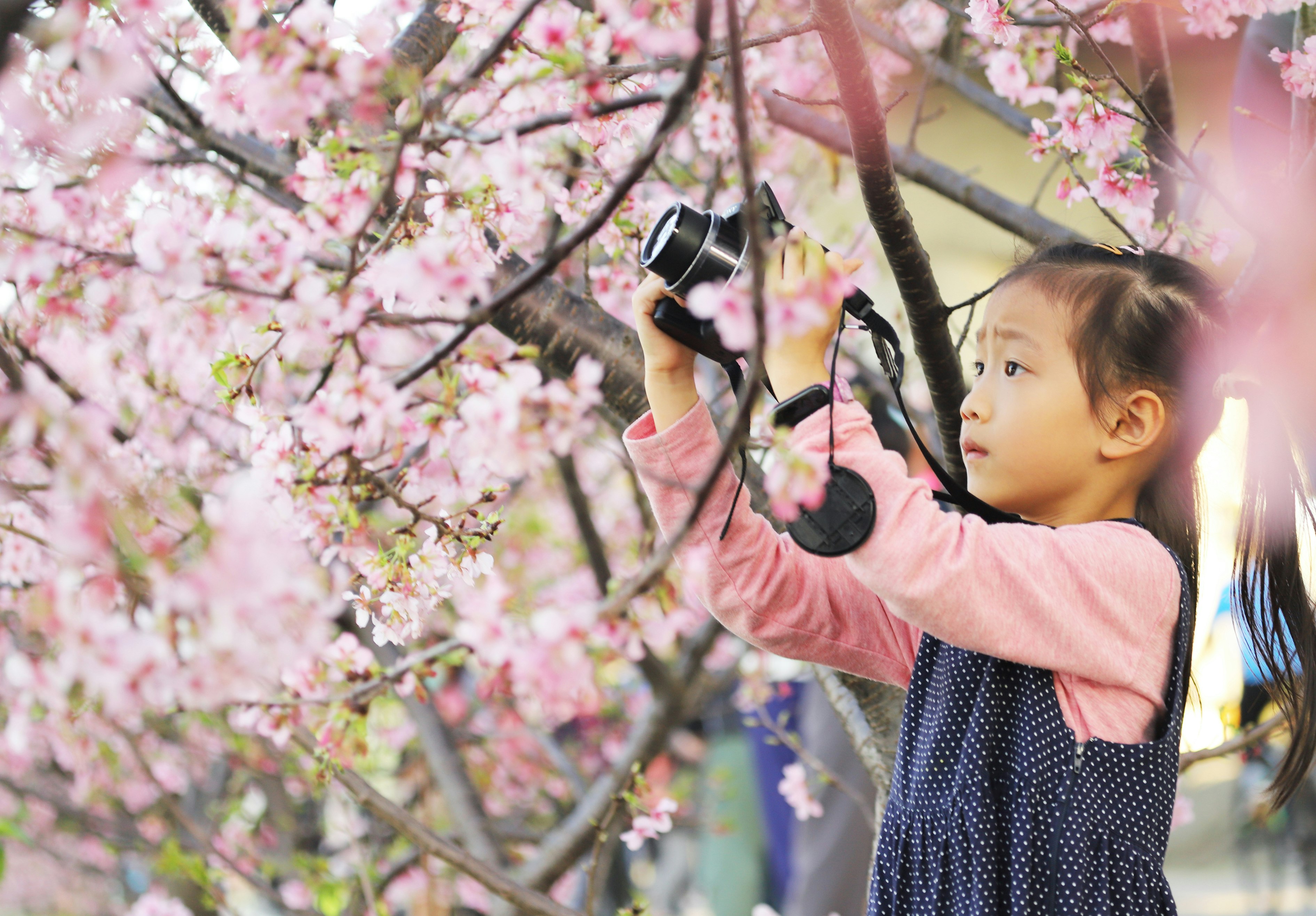 A young Asian girl take photos with a digital camera under Cherry trees.