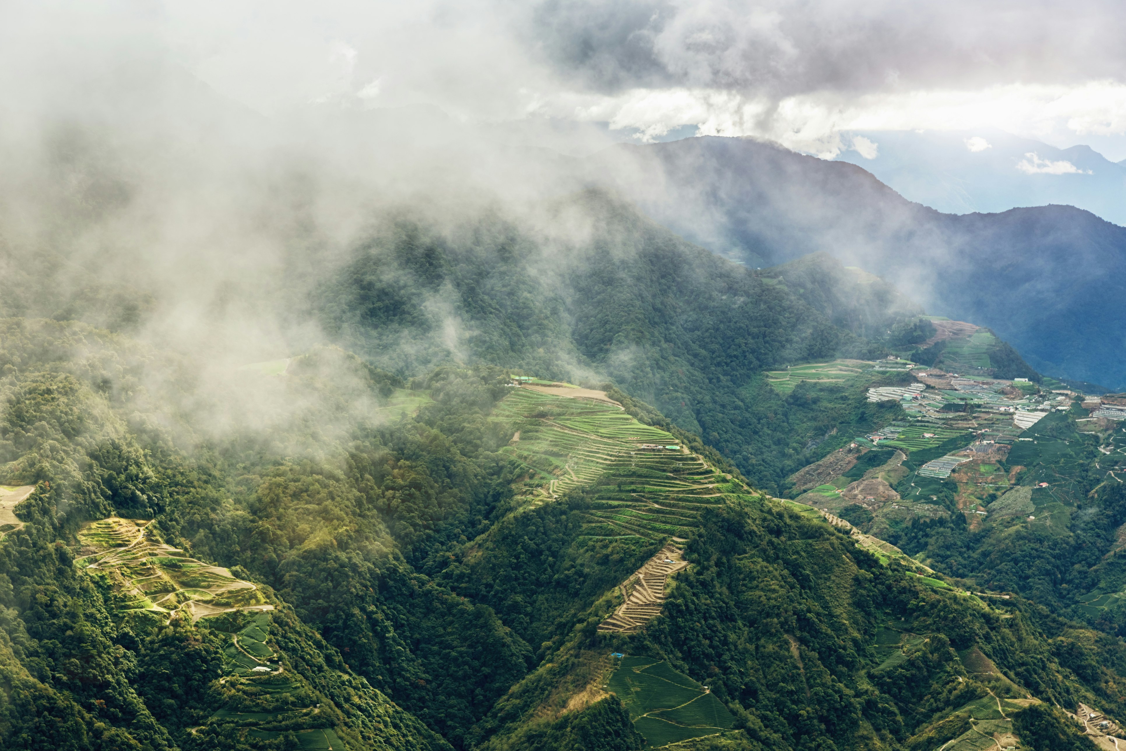 An overhead view of lush green tea plantations with mist hovering over the peaks in Taiwan