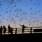 Bats fly over Austin as the sun is setting
1179882842