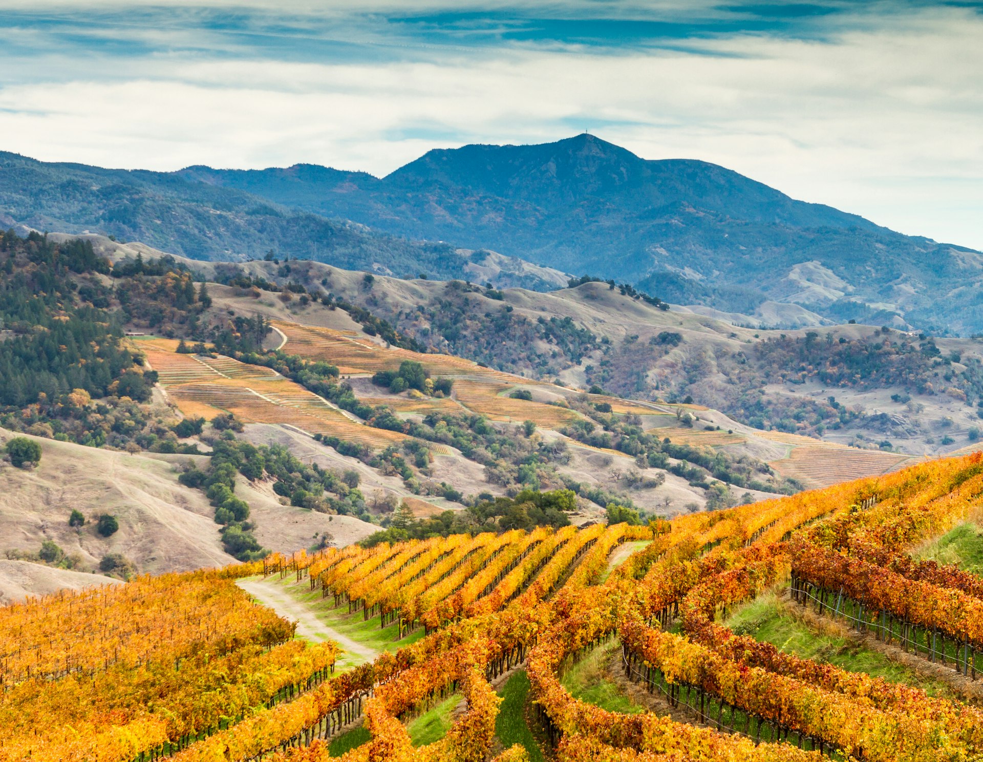 Amber vineyards paint the sides of a hillside with a mountain peak rising in the distance