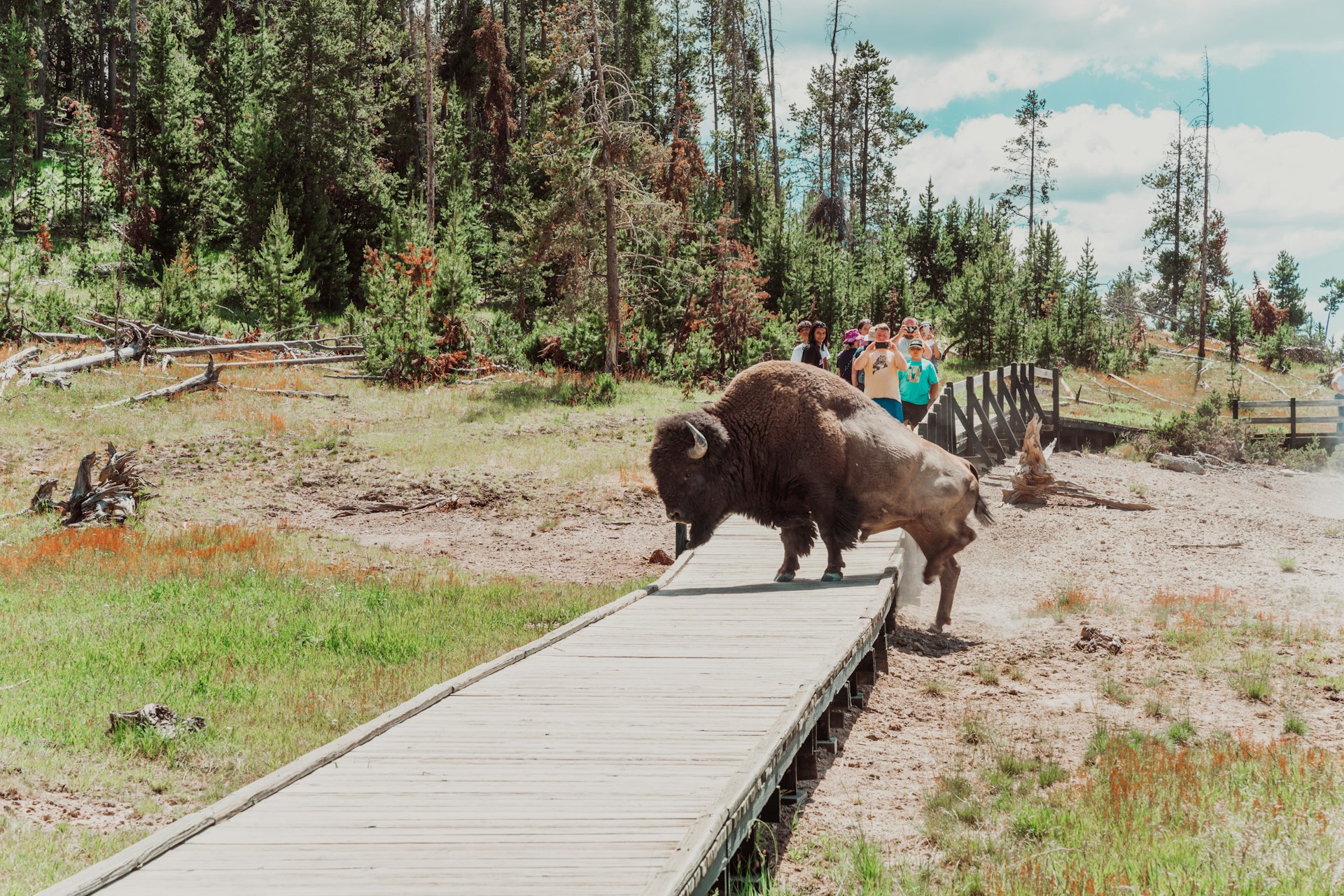 A bison walks across a boardwalk path in a volcanic area of a national park