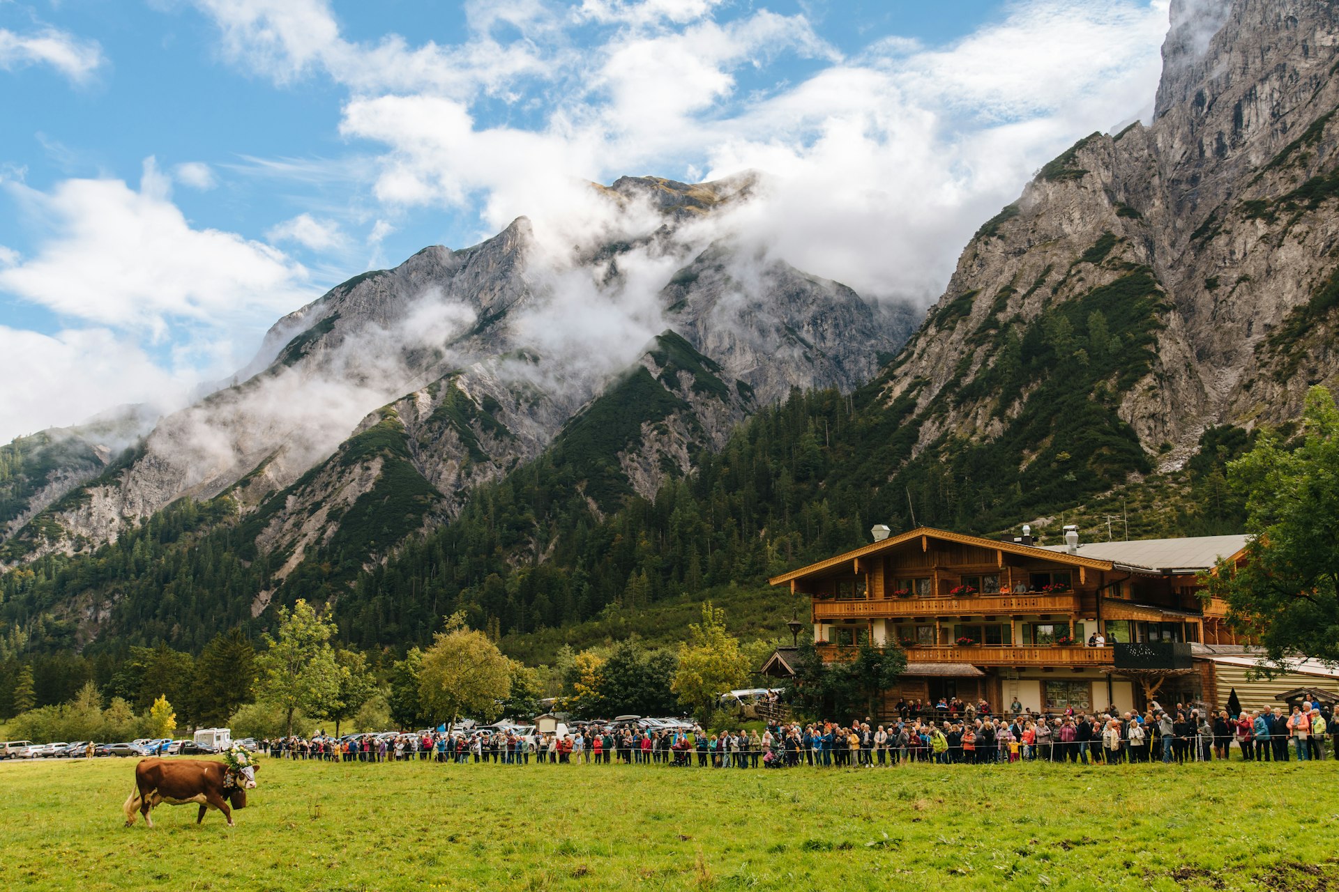 Cattle herds feed on alpine pastures as onlookers watch in a large crowd