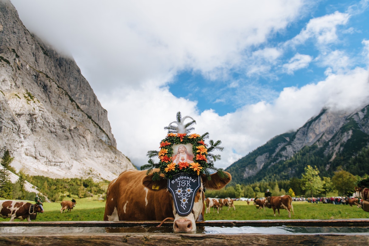 The Almabtrieb is an annual event in the alpine regions in Europe, referring to a cattle drive that takes place in late September or early October. During summer, all over the alpine regions cattle herds feed on alpine pastures.