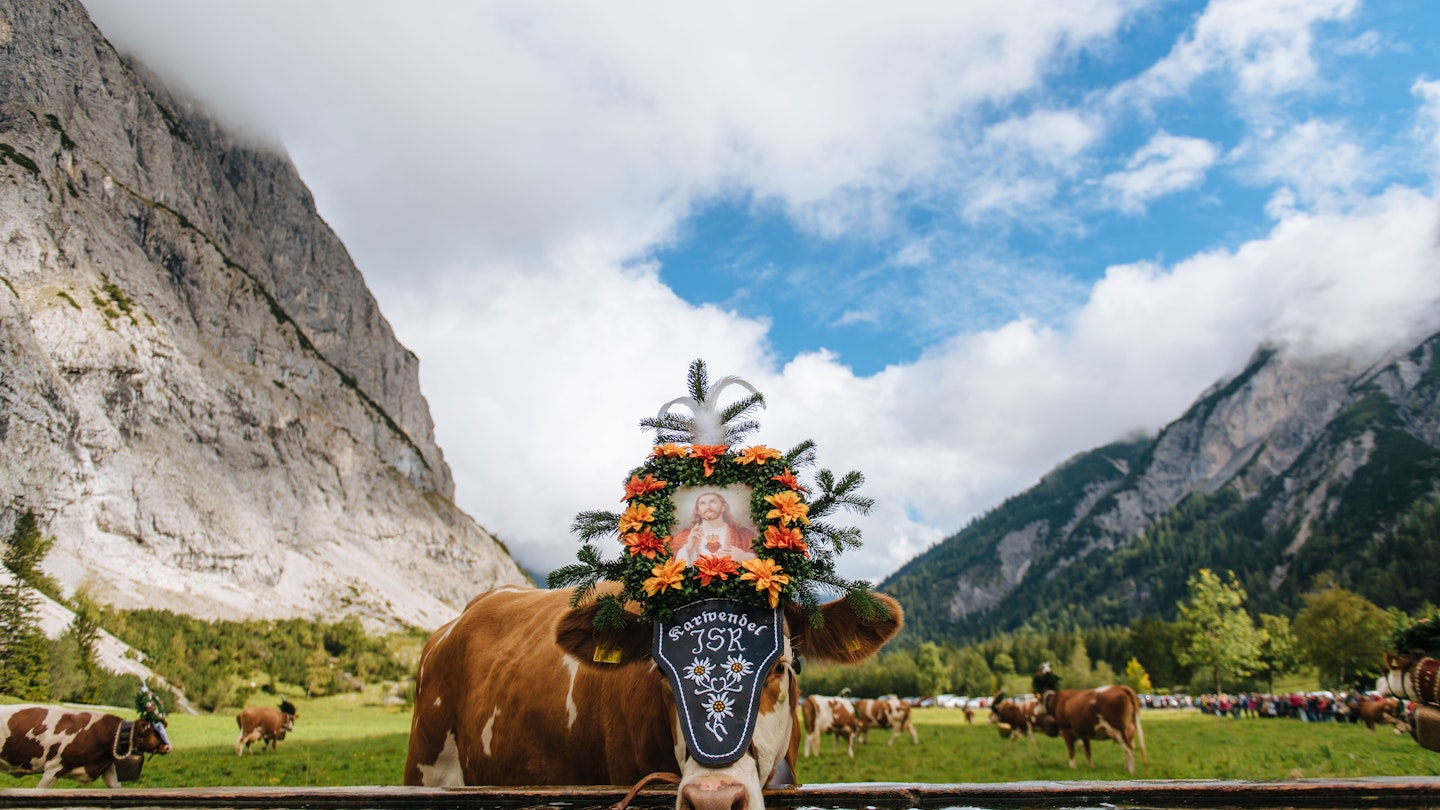 The Almabtrieb is an annual event in the alpine regions in Europe, referring to a cattle drive that takes place in late September or early October. During summer, all over the alpine regions cattle herds feed on alpine pastures.