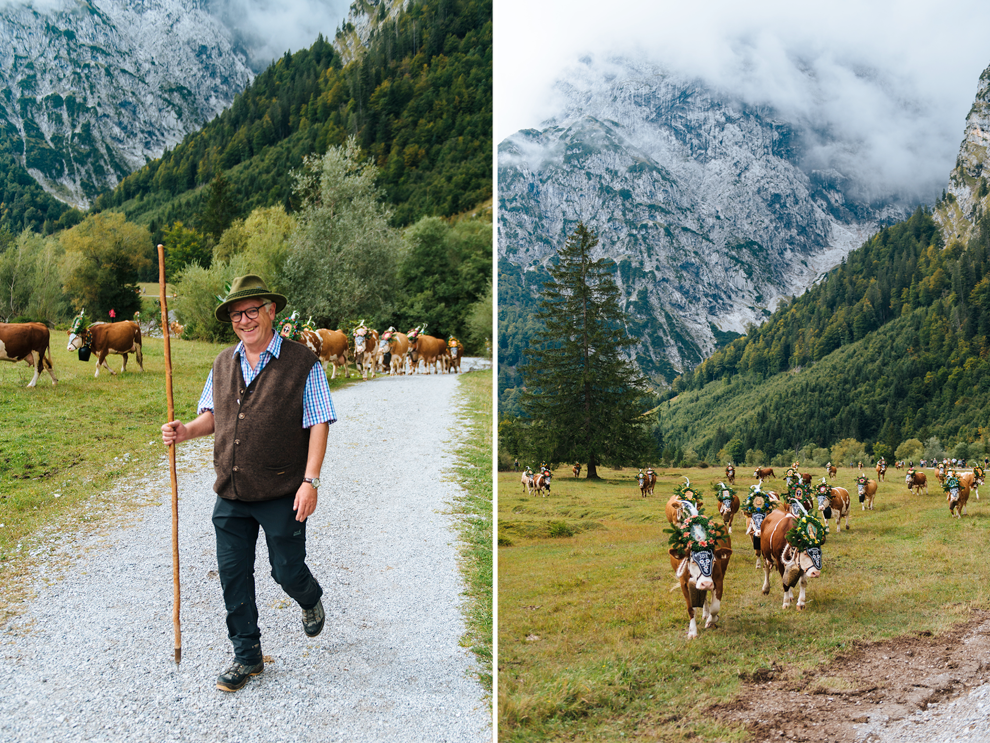 The cows in their costumes follow Sepp Reiser as he begins the herding process. Tall mountains and green grass in the background