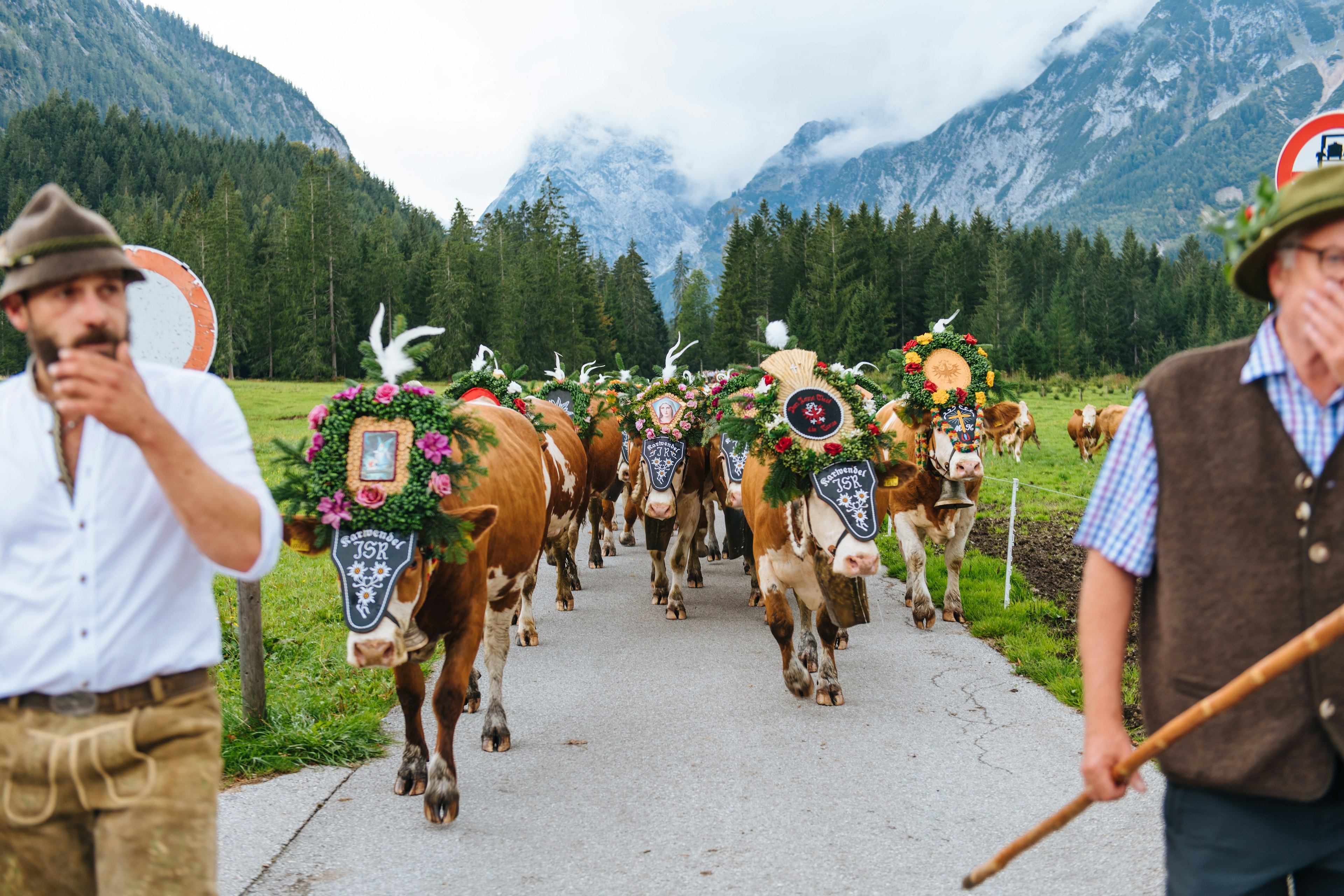 Two farmers begin leading the cattle through the valley