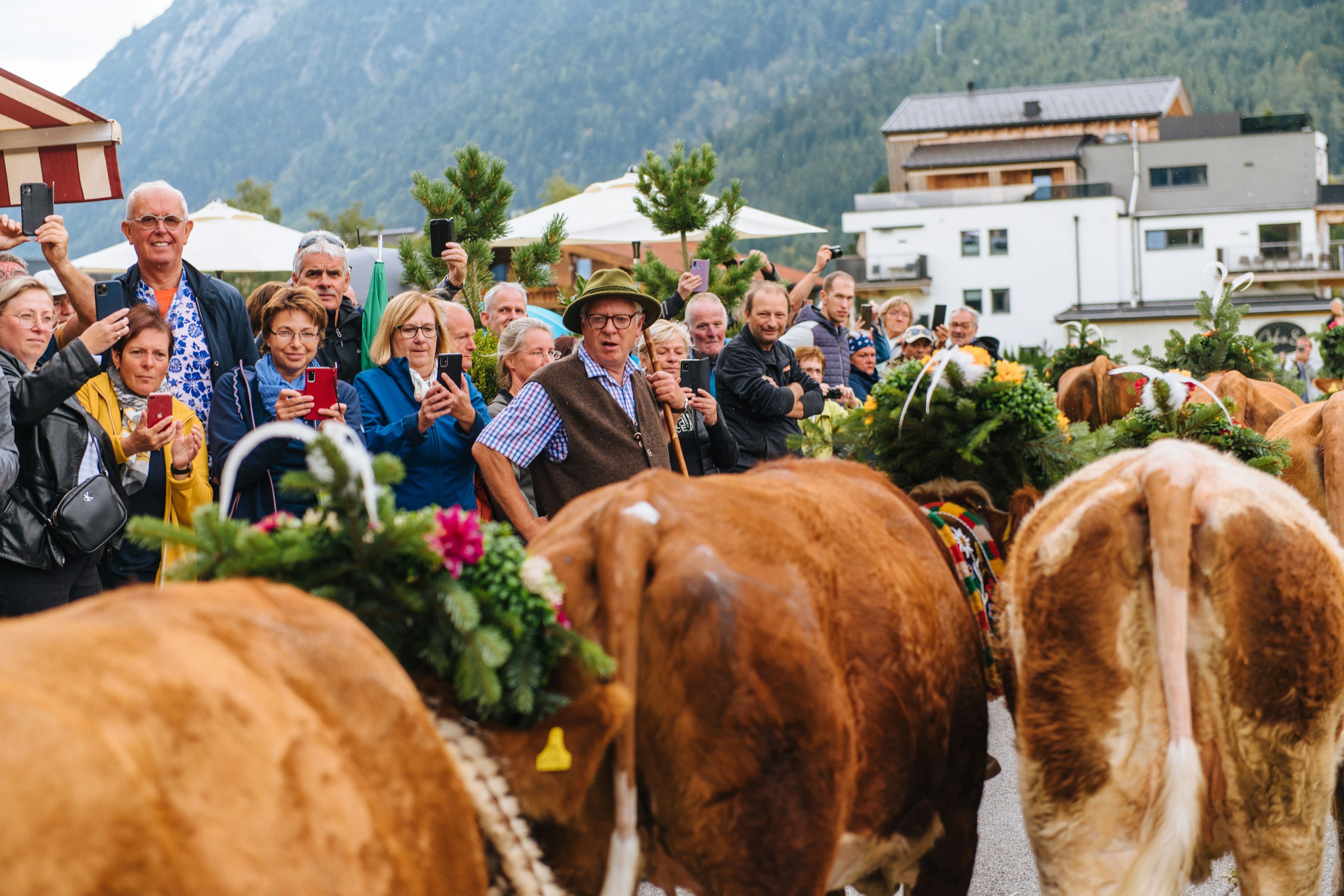 Sepp Reiser oversees the cattle marching to the field