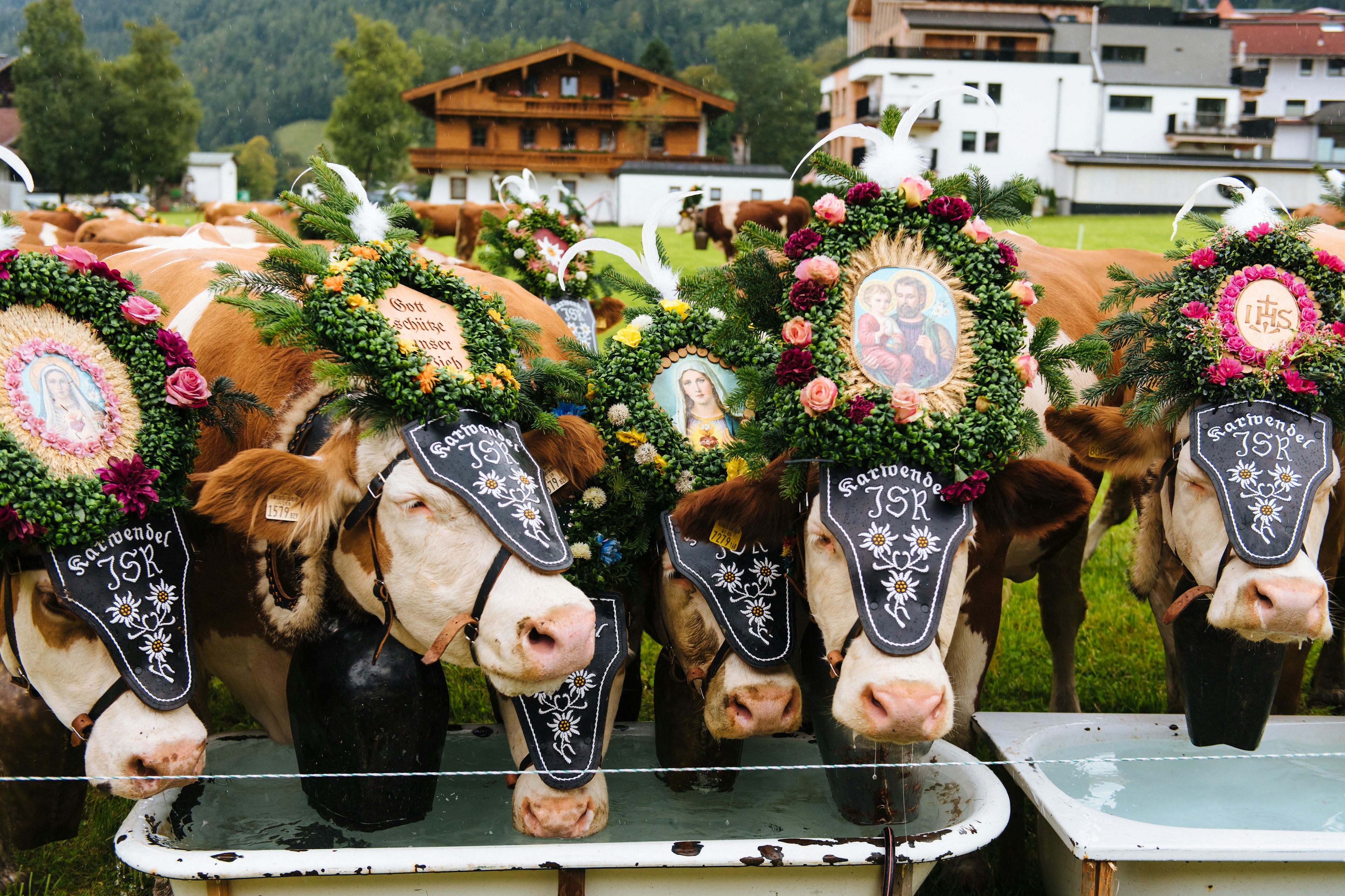 The cows enjoy a well-earned drink