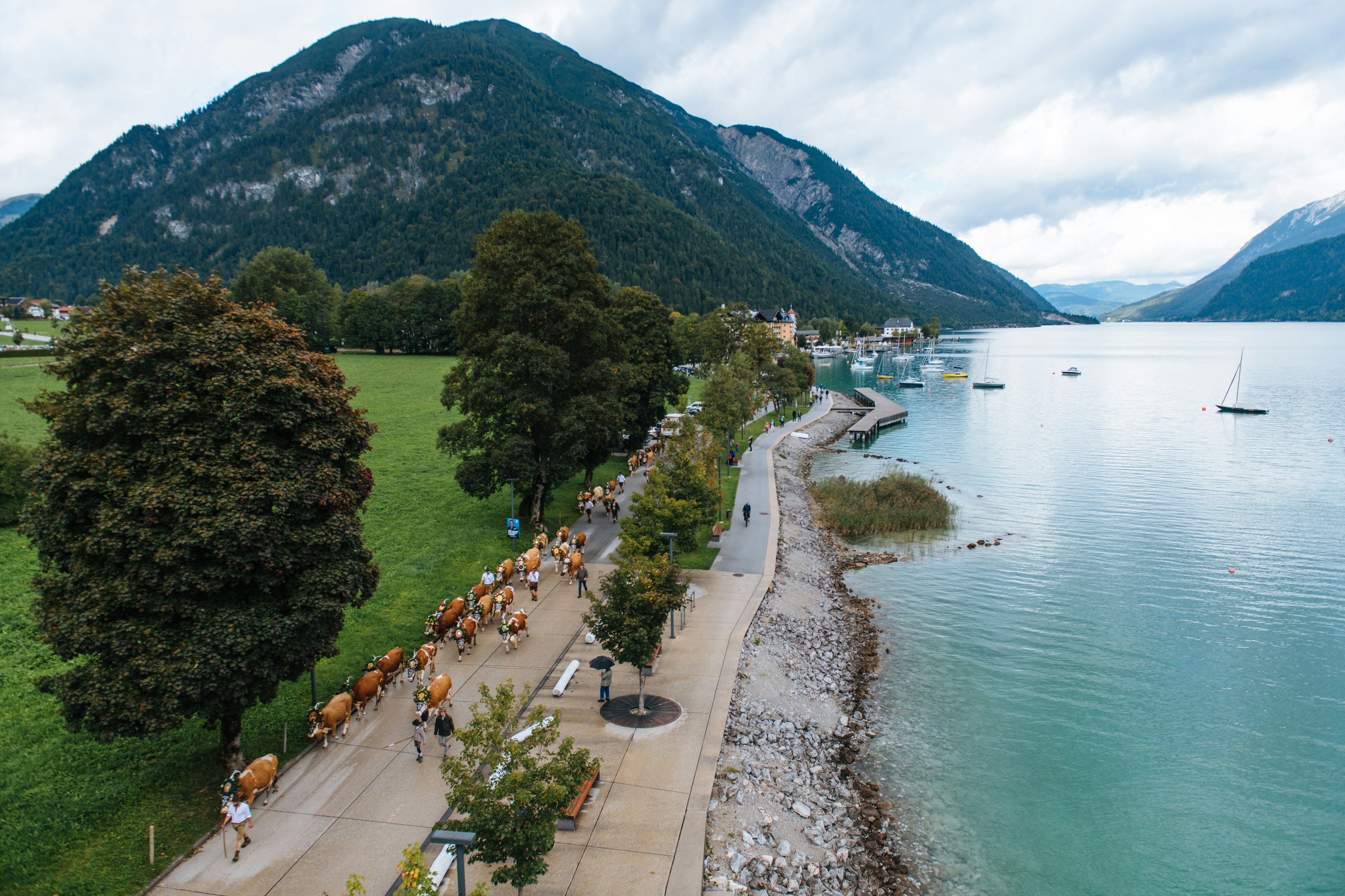 The herd of cattle walk past the clear blue Lake Achensee with the Austrian Alps in the background