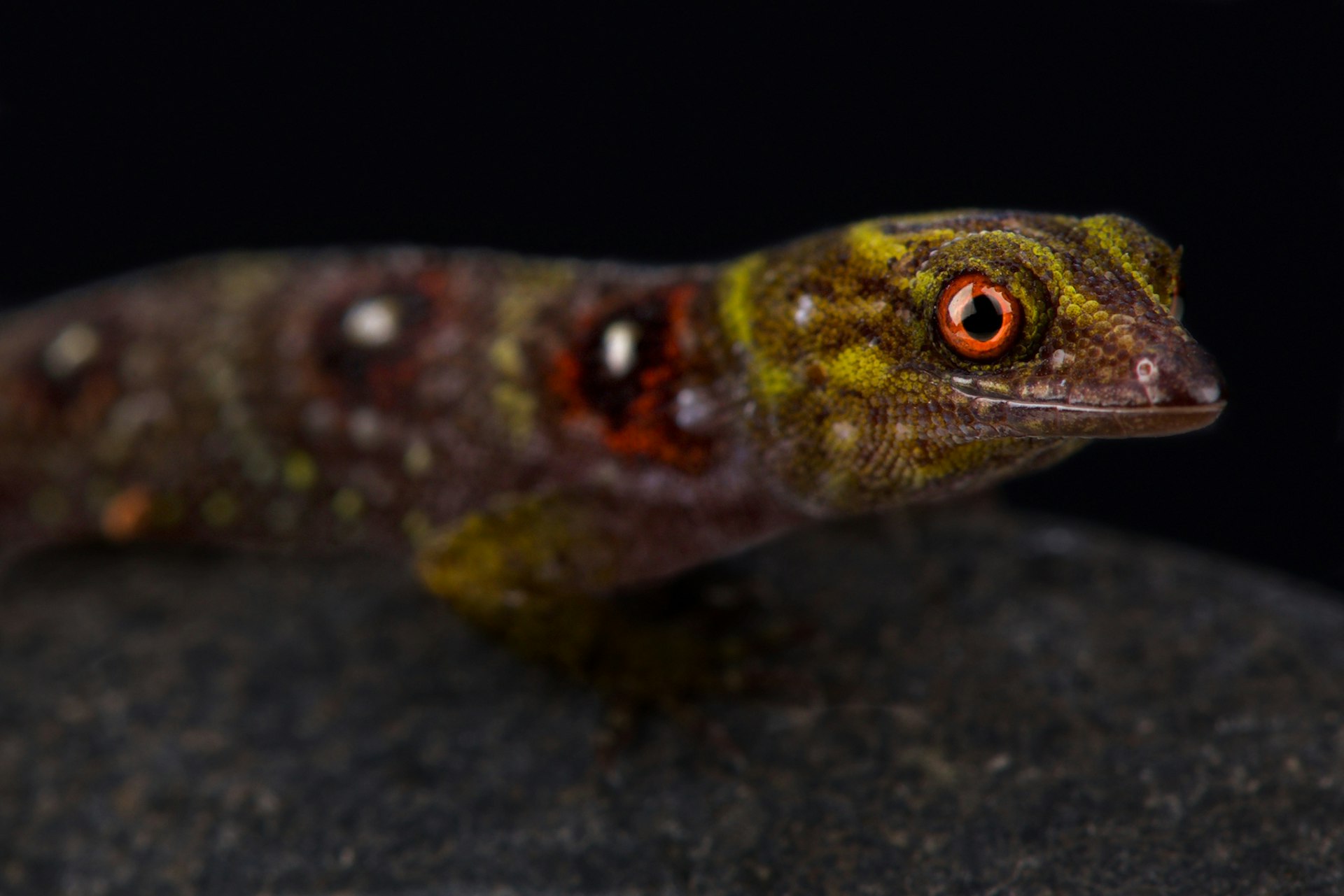 Close-up shot of a colorful Union Island gecko