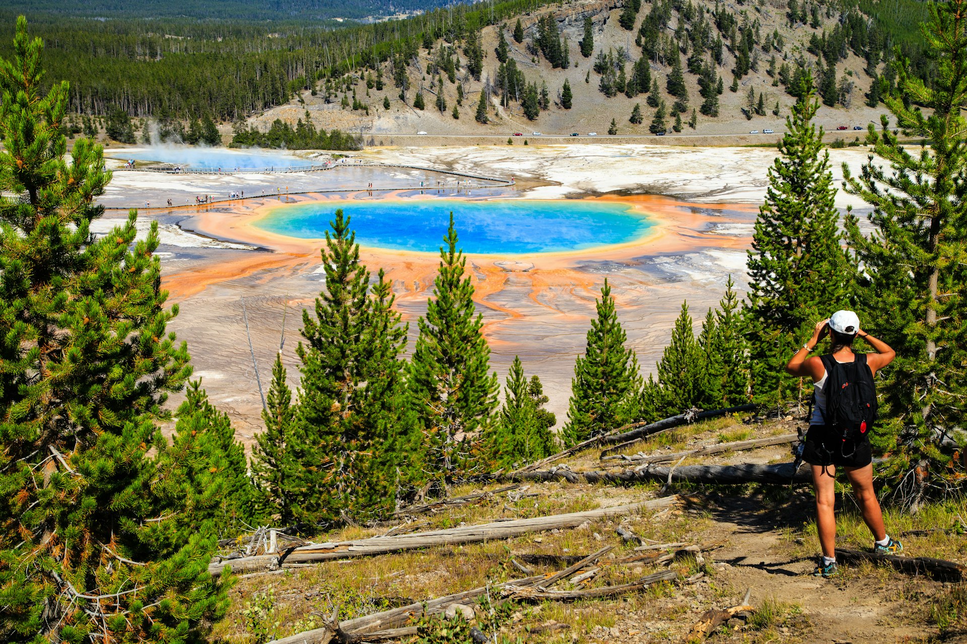 A hiker looking down through pine trees at Yellowstone National Park's Grand Prismatic Spring in Yellowstone National Park, a circular pool with turquoise water and yellow, orange and red rings