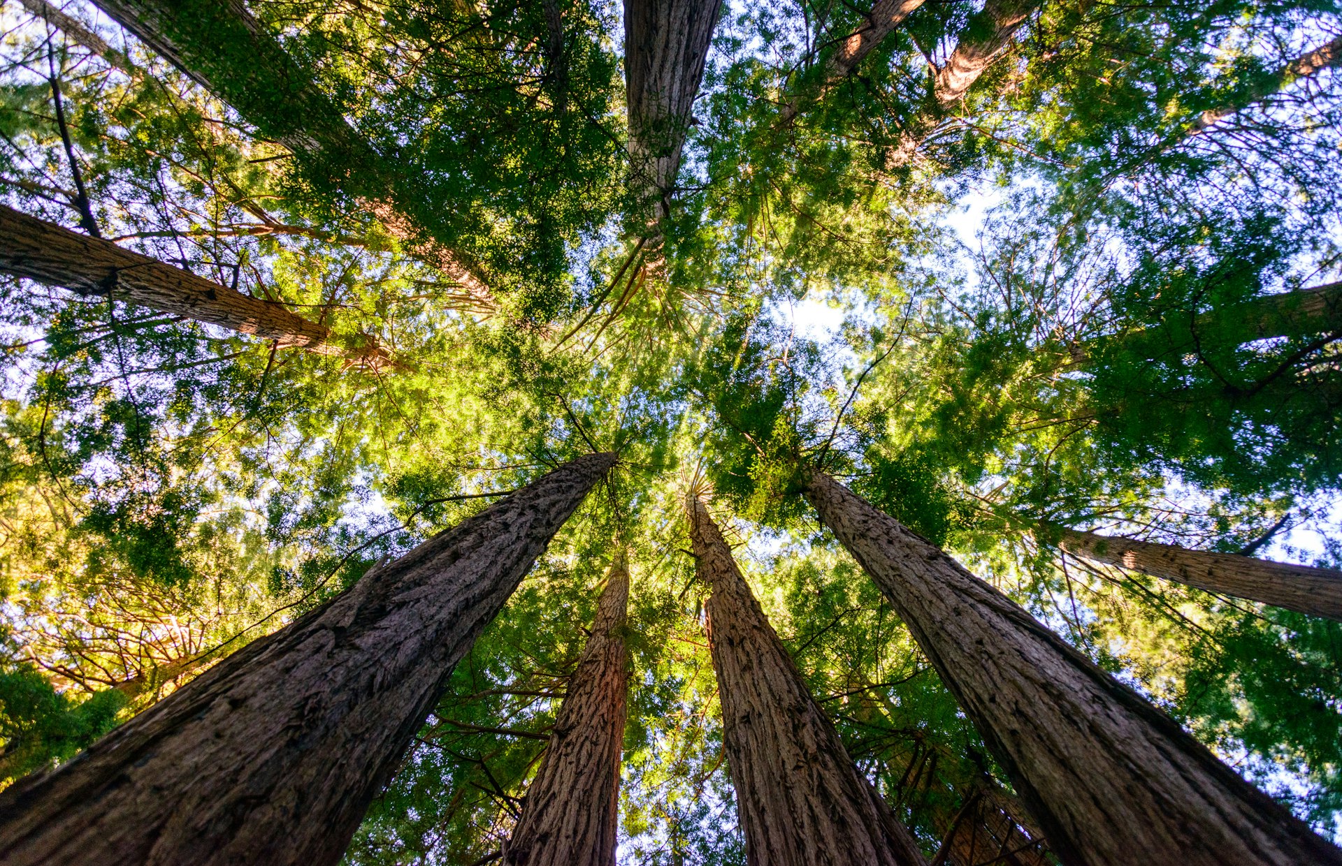 Trees in Muir Woods National Monument, Marin County, California, USA