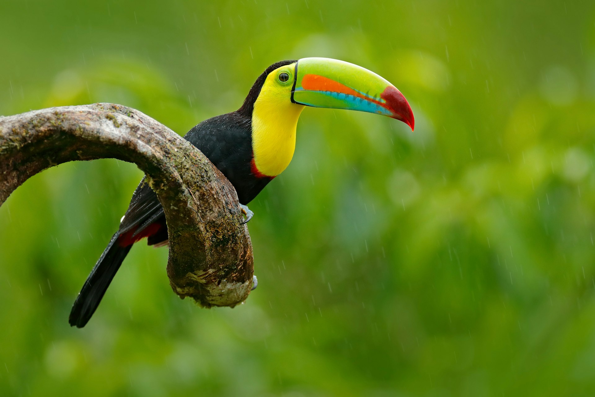 A bird with a brightly colored beak sits on a branch in rainforest