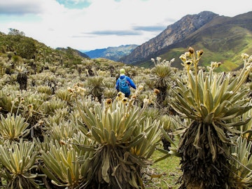 755448127
hiking, hiker, man, male, woman, colombia, espeletia, frailejones, frailejon, paramo, cocuy, andes, nature, mountains, travel, flora, people, person, female, landscape, america, fraylejon, el, outdoor, south, southamerica, green, ecosystem, environment, high, park, altitude, andean, ecuador, grass, plant, reserve, tourism, boyaca, clouds, mountain, national, latin, sky, awesome, trekking, backpacker, adventure, activity
Hiker in Colombian paramo highland of Cocuy National Park, surrounded by the beautiful Frailejones plants.