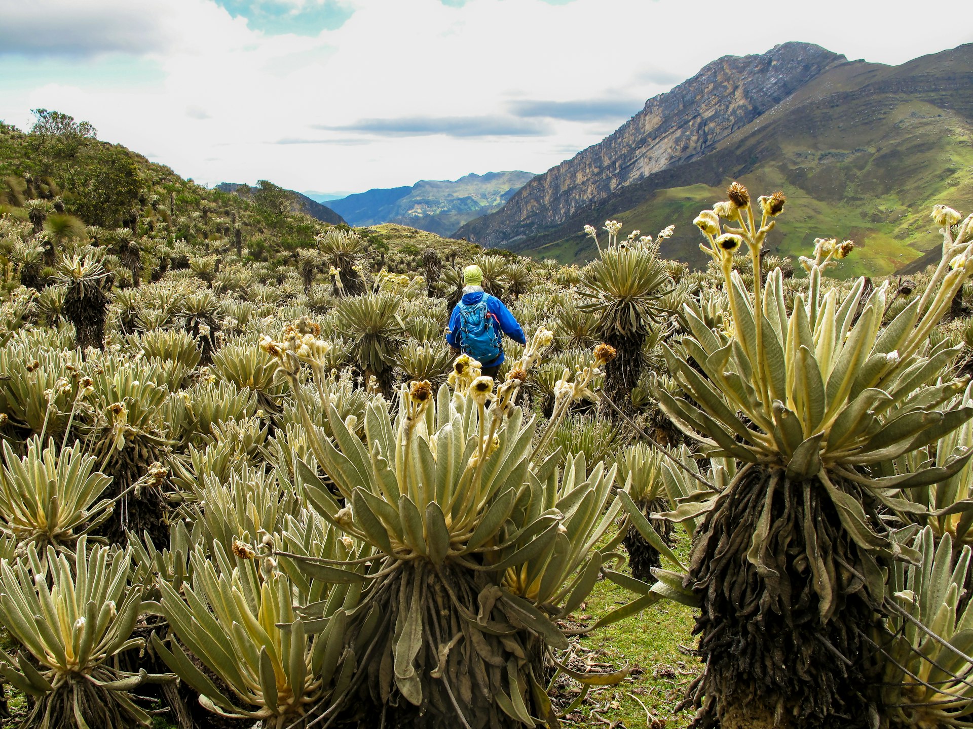 Hiker in Colombian paramo highland of Cocuy National Park, surrounded by the beautiful Frailejones plants