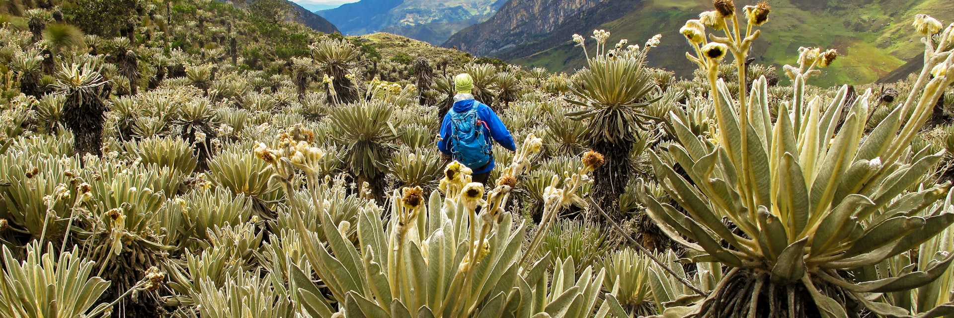 755448127
hiking, hiker, man, male, woman, colombia, espeletia, frailejones, frailejon, paramo, cocuy, andes, nature, mountains, travel, flora, people, person, female, landscape, america, fraylejon, el, outdoor, south, southamerica, green, ecosystem, environment, high, park, altitude, andean, ecuador, grass, plant, reserve, tourism, boyaca, clouds, mountain, national, latin, sky, awesome, trekking, backpacker, adventure, activity
Hiker in Colombian paramo highland of Cocuy National Park, surrounded by the beautiful Frailejones plants.