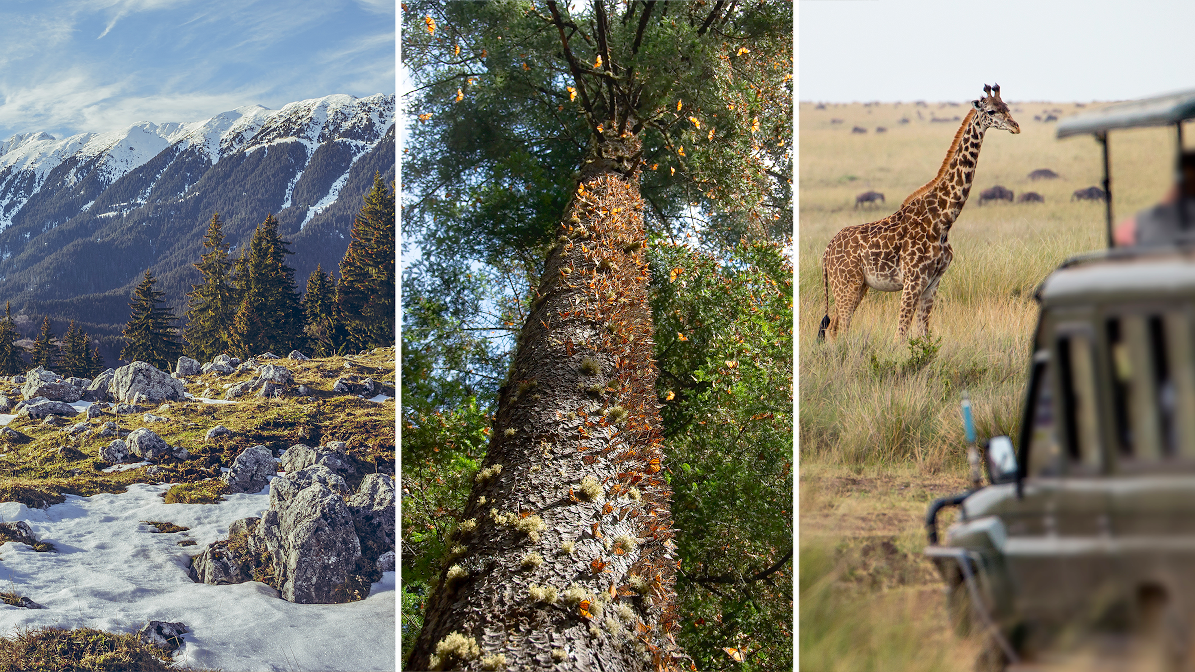 Zanoaga meadow in Romania, hundreds of monarch butterflies in Michoacán, Mexico, and a giraffe seen on safari in Tanzania.