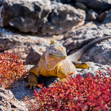 Iguana on the Galapagos Islands.