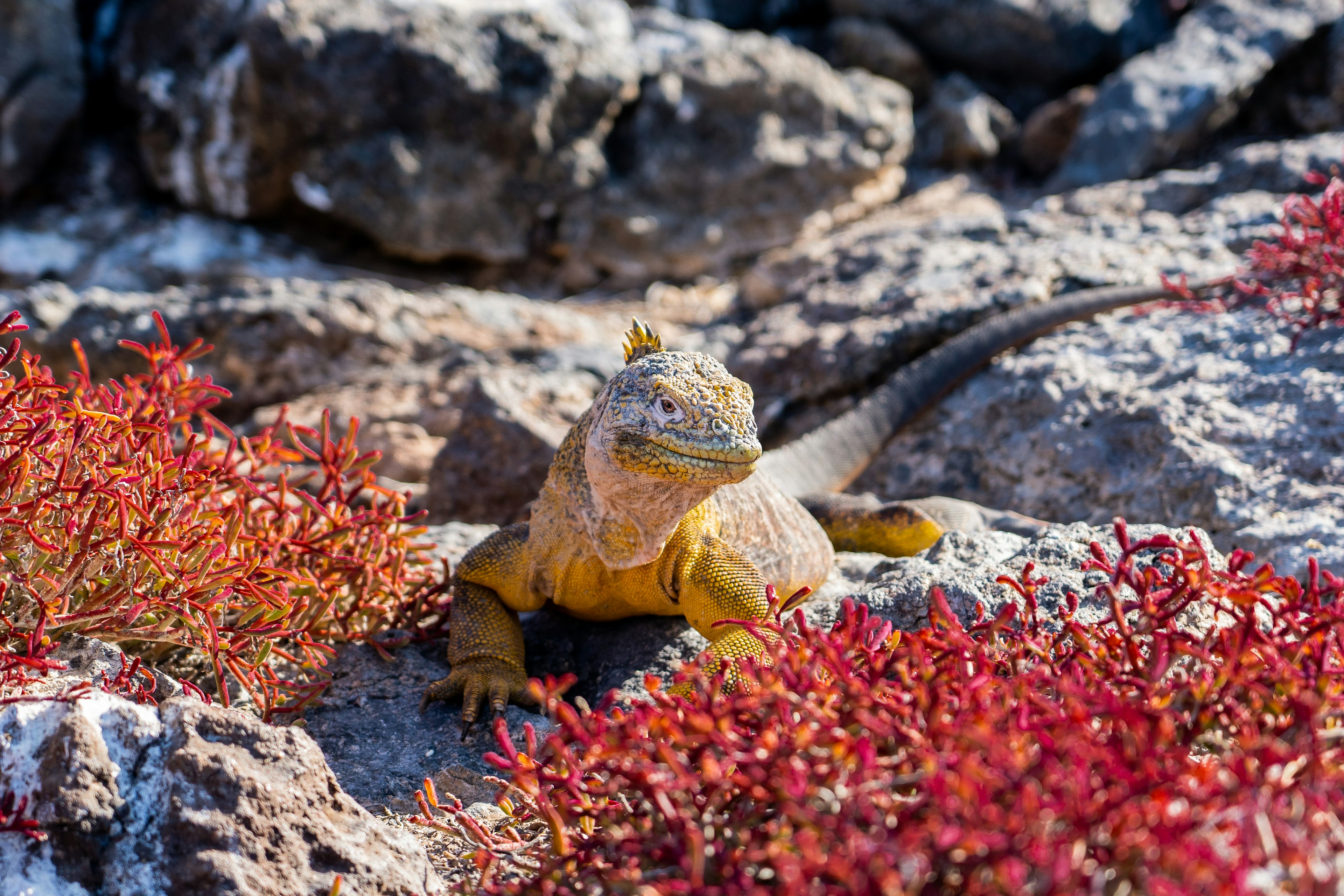 Giant lizard surrounded by red plant life and rocks