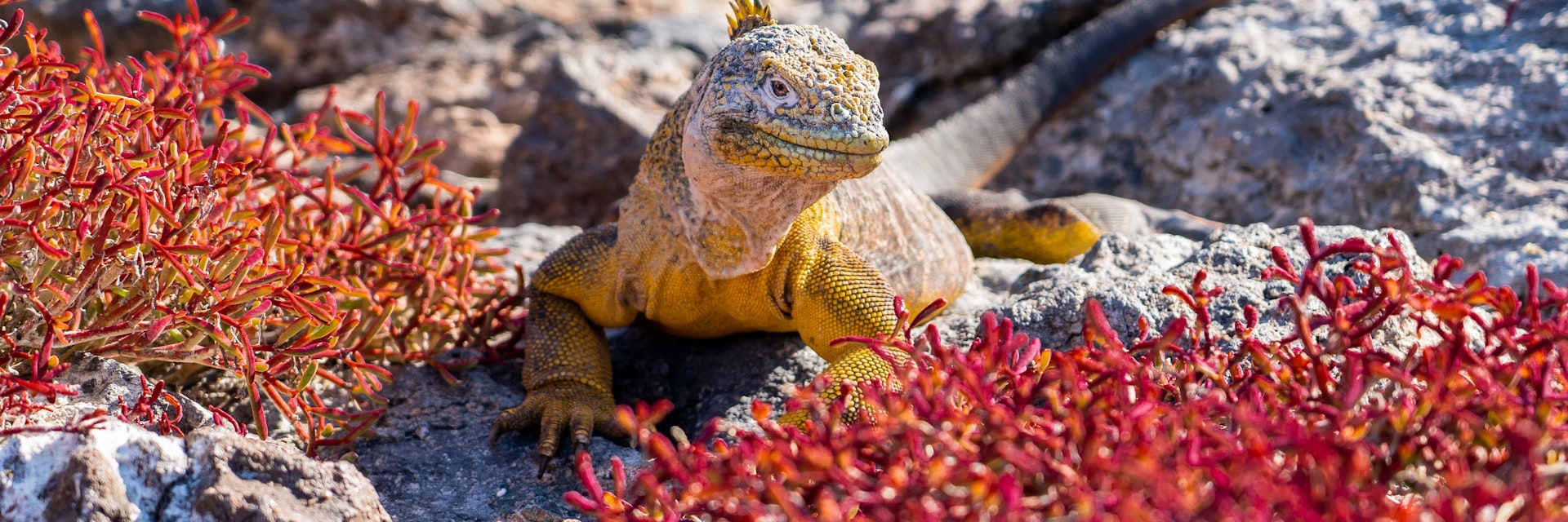 Iguana on the Galapagos Islands.