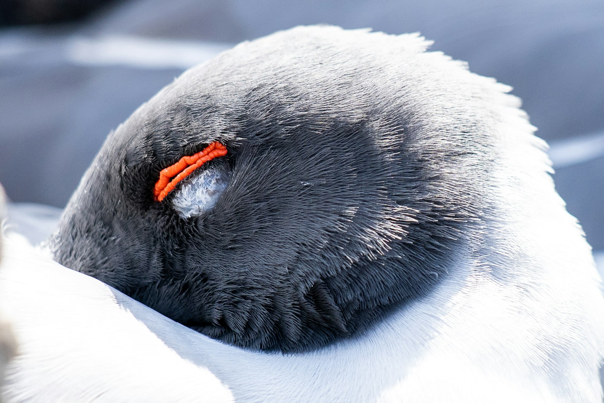 Close-up of the orange eyelid of a swallow-tailed gull