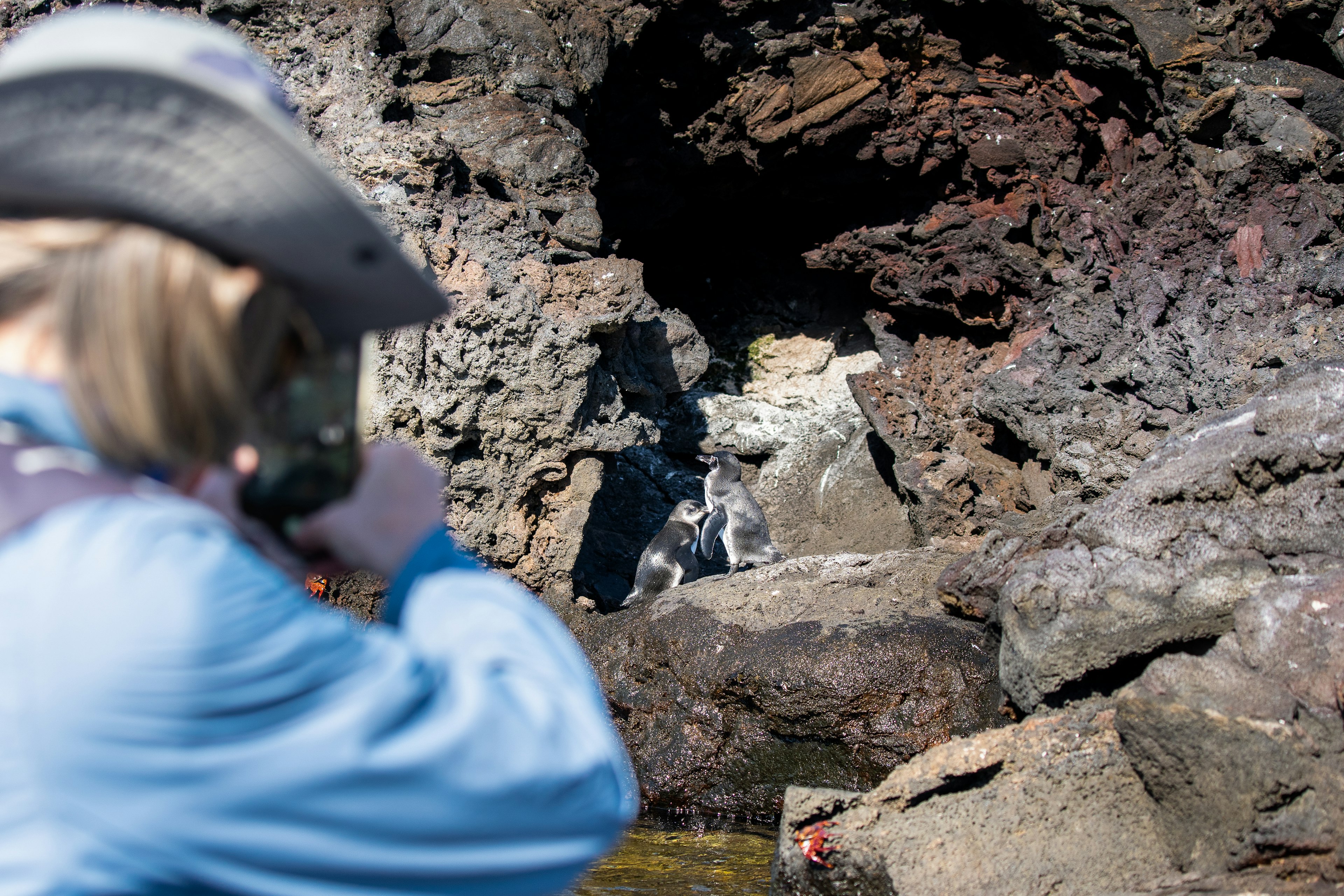 Snapping a photo of 2 Galapagos penguins