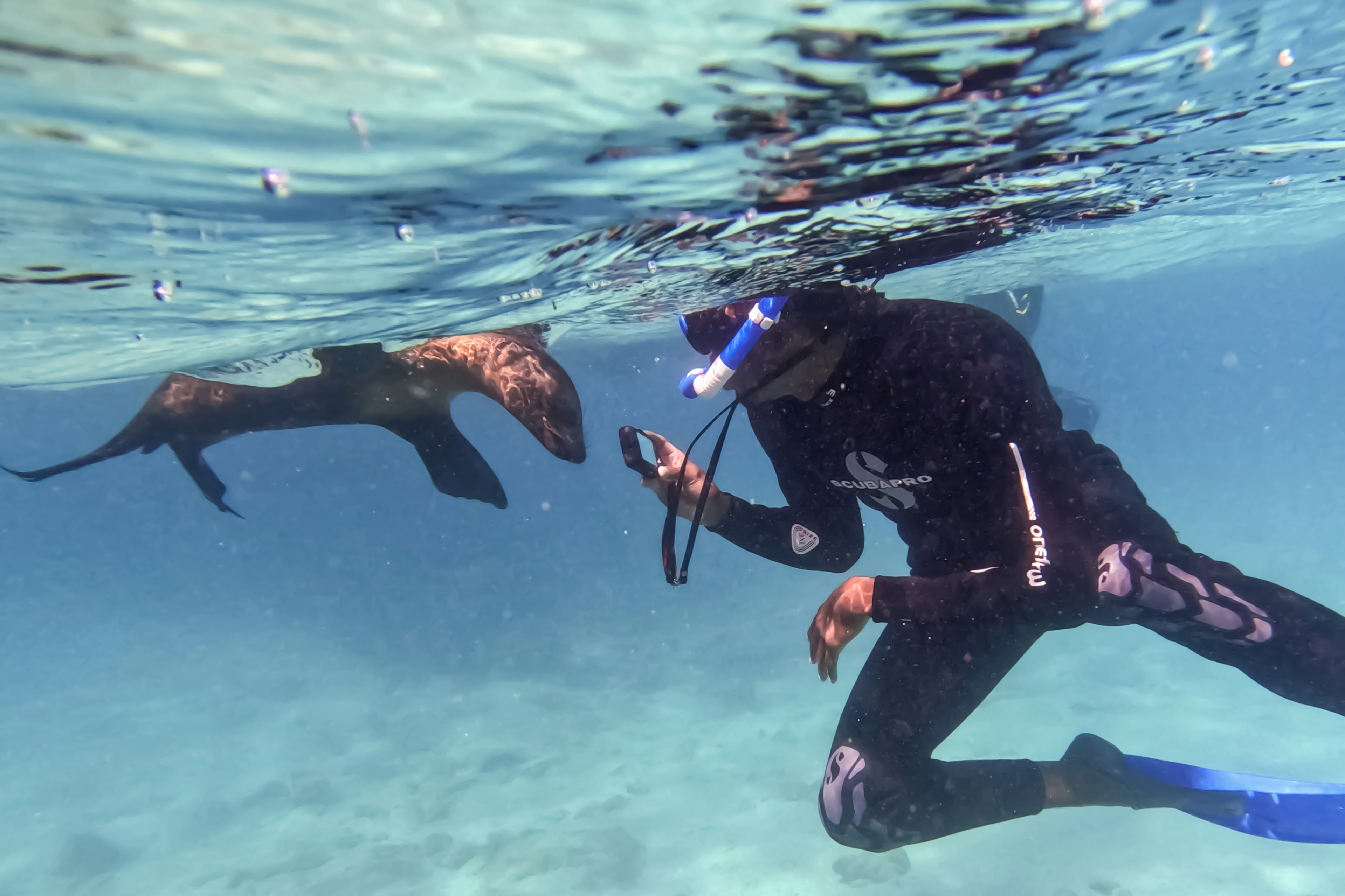 A snorkeler takes a photo of a baby sea lion underwater