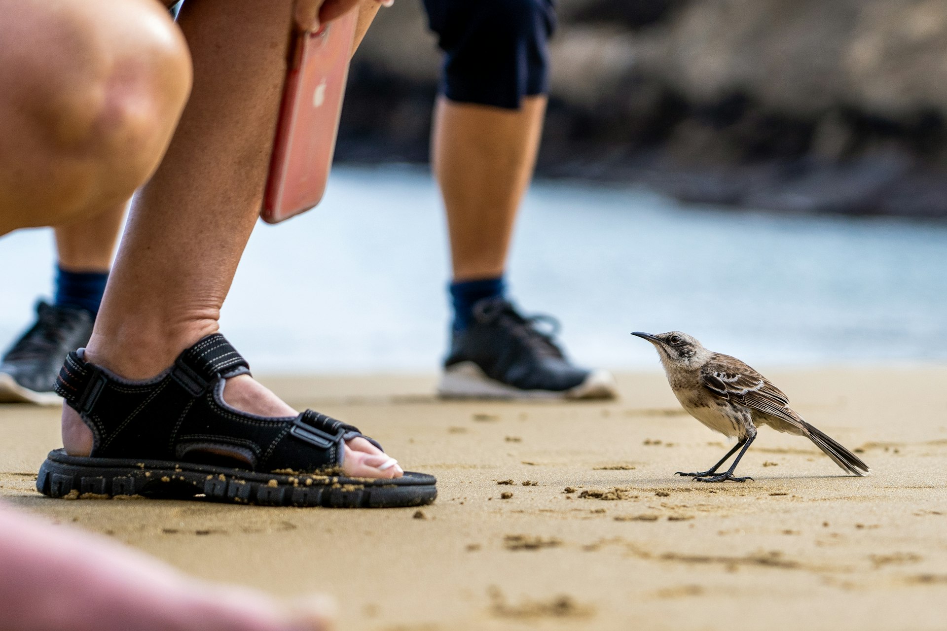 An Española mockingbird sits on the sand at someone's feet