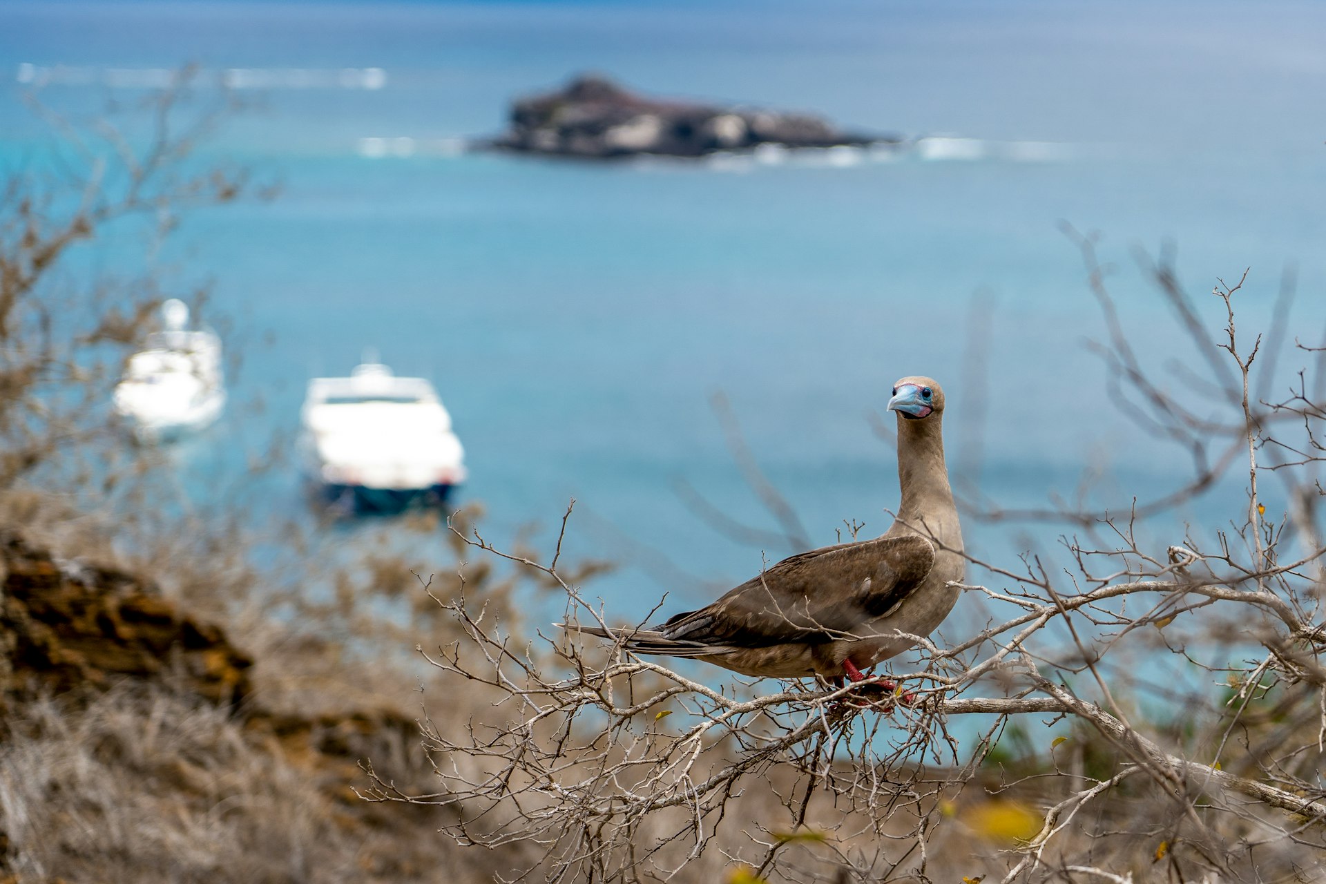 A bird rests on a brand in the Galapagos, ocean and boats in the background