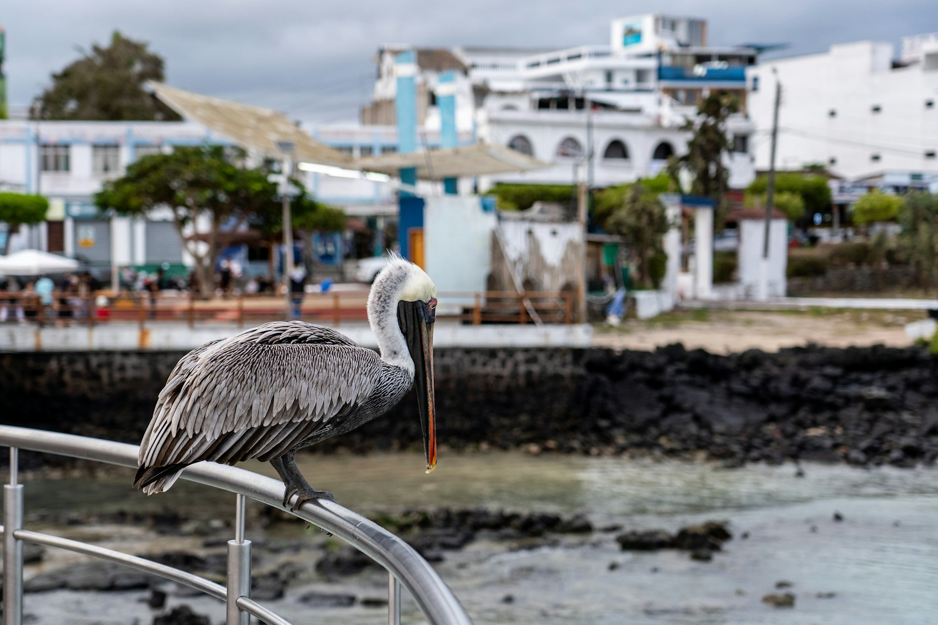 A pelican rests on the metal railing of a boat