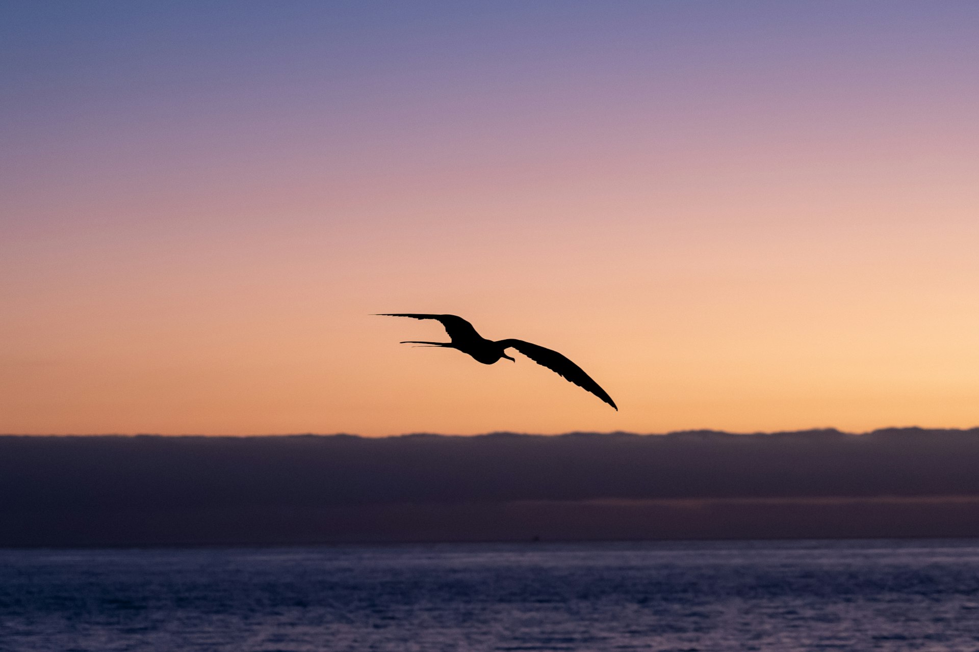 Bird silhouette in front of ocean sunset