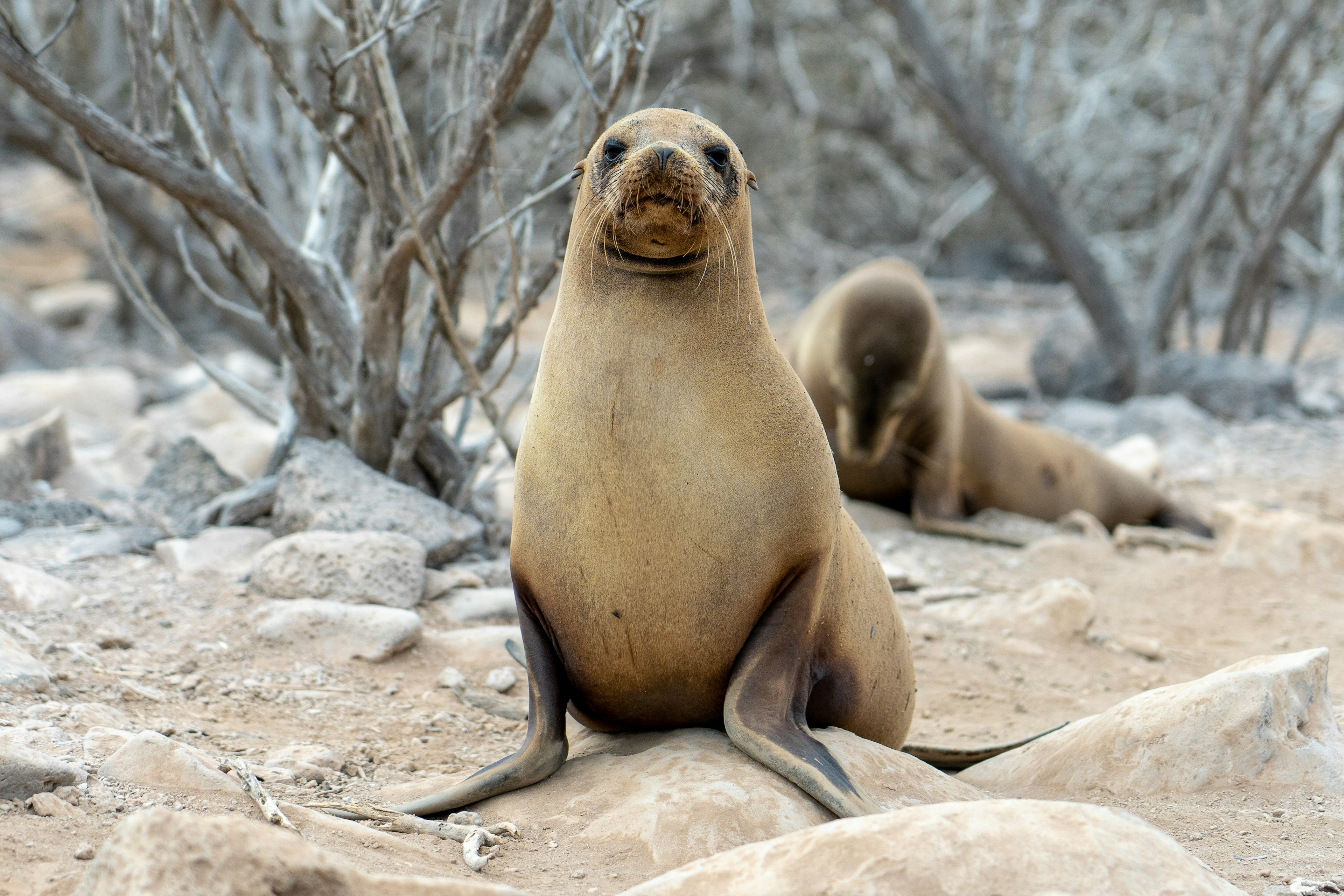 Sea lion