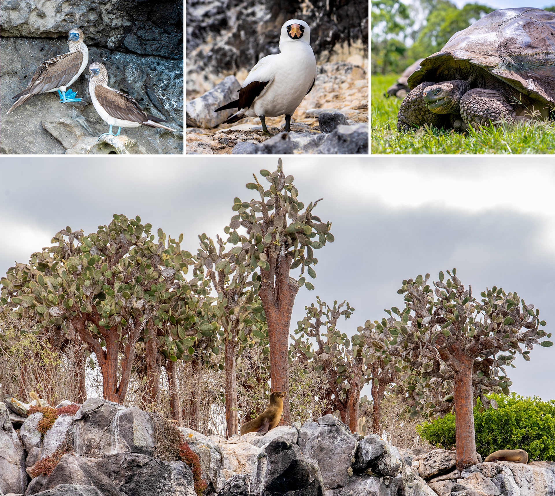 Various birds, a seal and a tortoise in their natural habitats