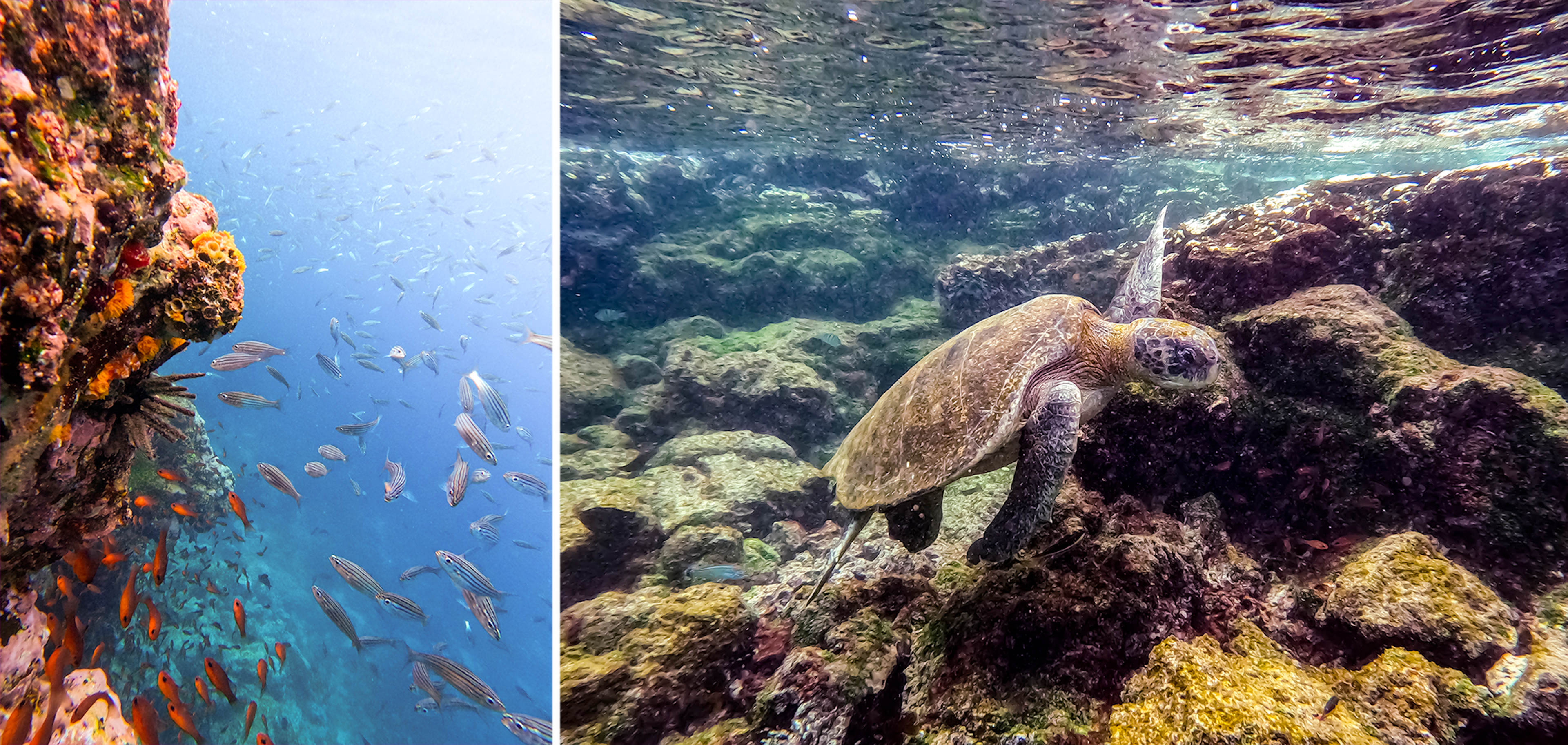 School of fish and a sea turtle underwater