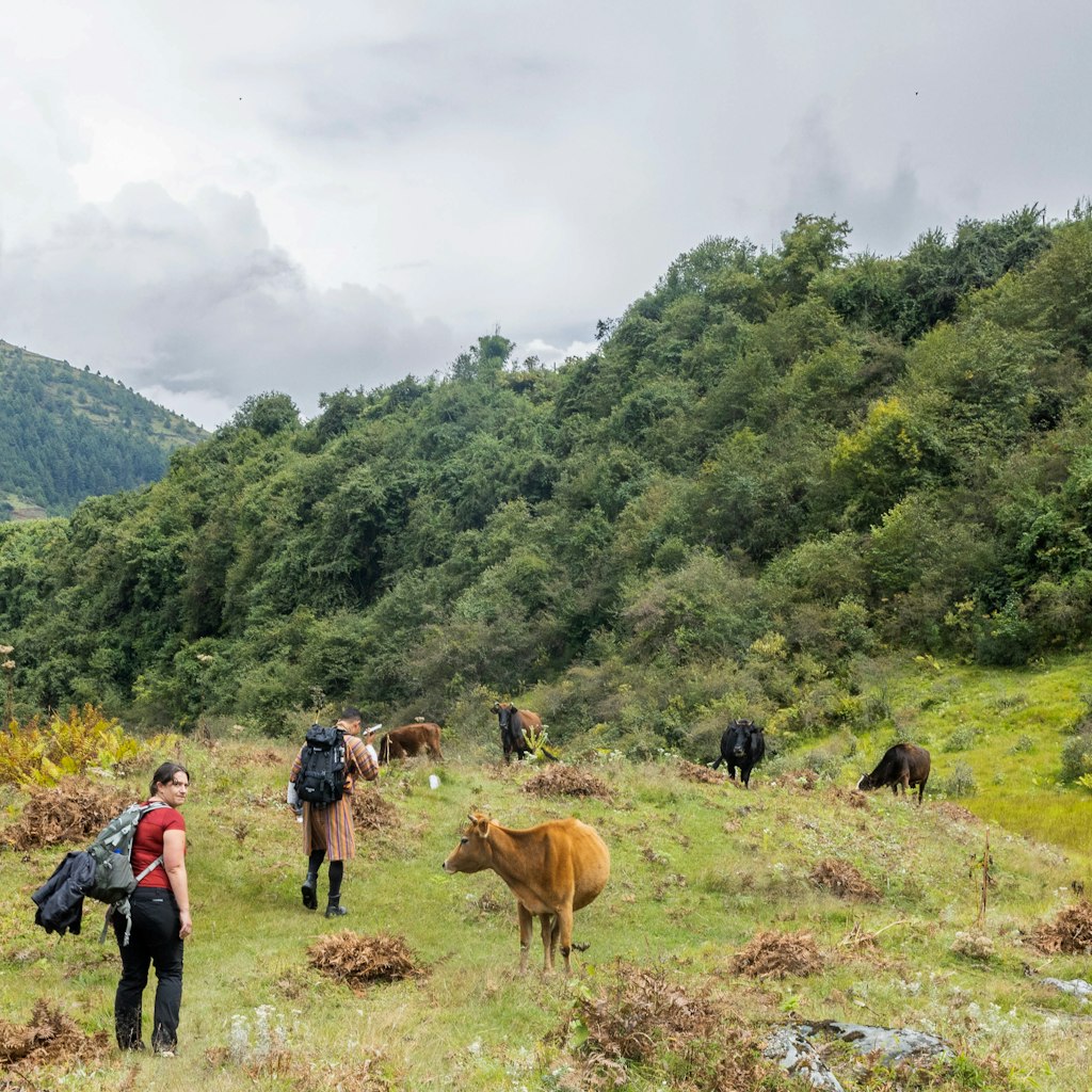 The Trans-Bhutan Trail includes the trek from Pellala Pass to the village of Rukubji, which, come winter, is full of yaks. 