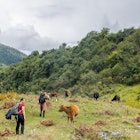The Trans-Bhutan Trail includes the trek from Pellala Pass to the village of Rukubji, which, come winter, is full of yaks. 