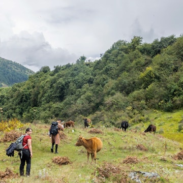 The Trans-Bhutan Trail includes the trek from Pellala Pass to the village of Rukubji, which, come winter, is full of yaks.