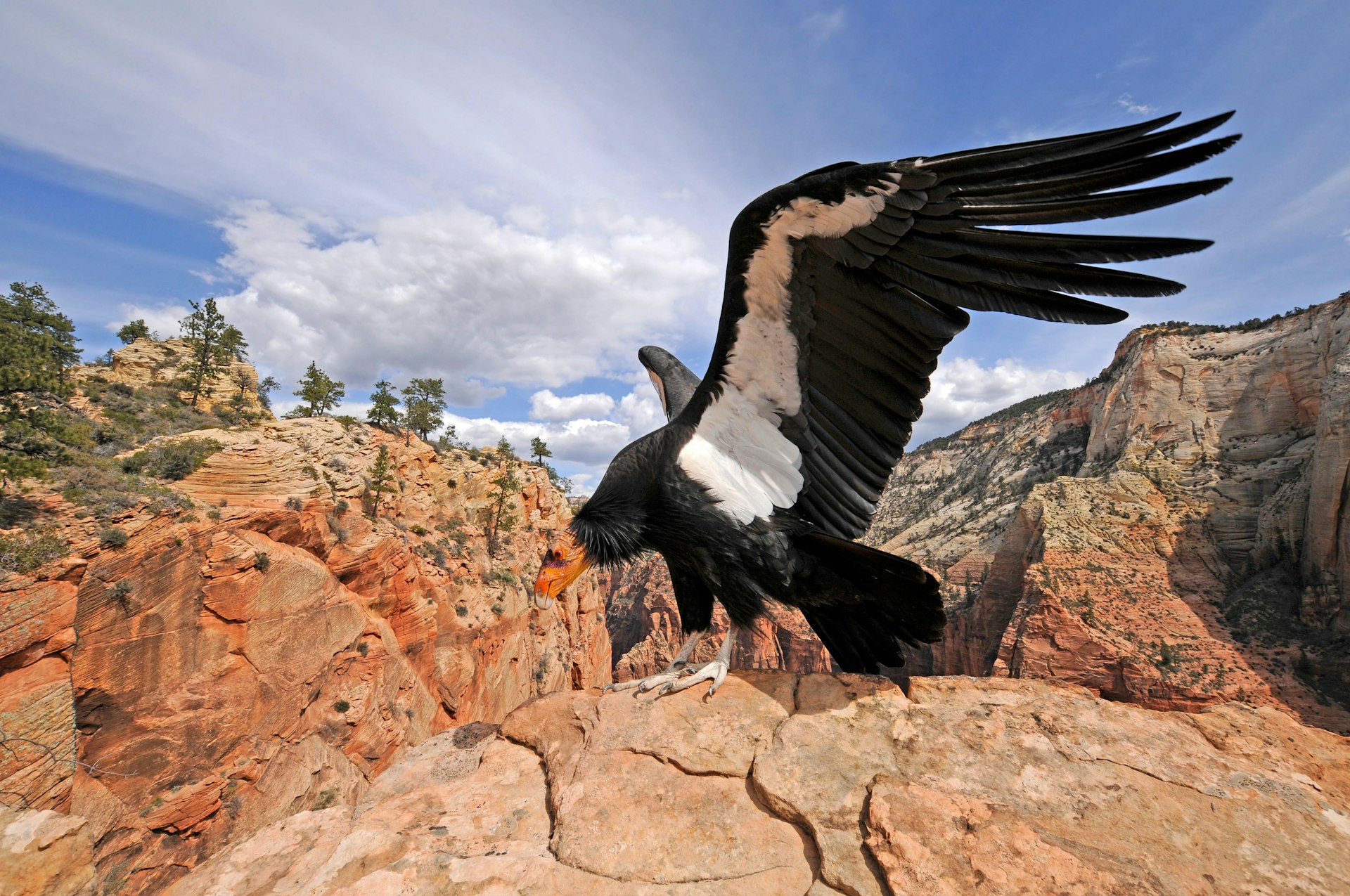 Condor bird in wild Grand Canyon National Park