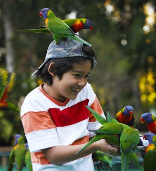 Australia, Queensland, Gold Coast, Currumbin Sanctuary, Boy feeding Rainbow Lorikeets.
583546372
boy:CB2, fun:CB2, one person:CB2, child:CB2, excitement:CB2, parakeet:CB2, tourist:CB2, smiling:CB2, sitting:CB2, wildlife:CB2, Australian:CB2, perching:CB2, feeding:CB2, tourism:CB2, enthusiasm:CB2, joy:CB2, Eurasians:CB2, rainbow lorikeet:CB2, Gold Coast:CB2, indigenous culture:CB2, group:CB2, qld:CB2