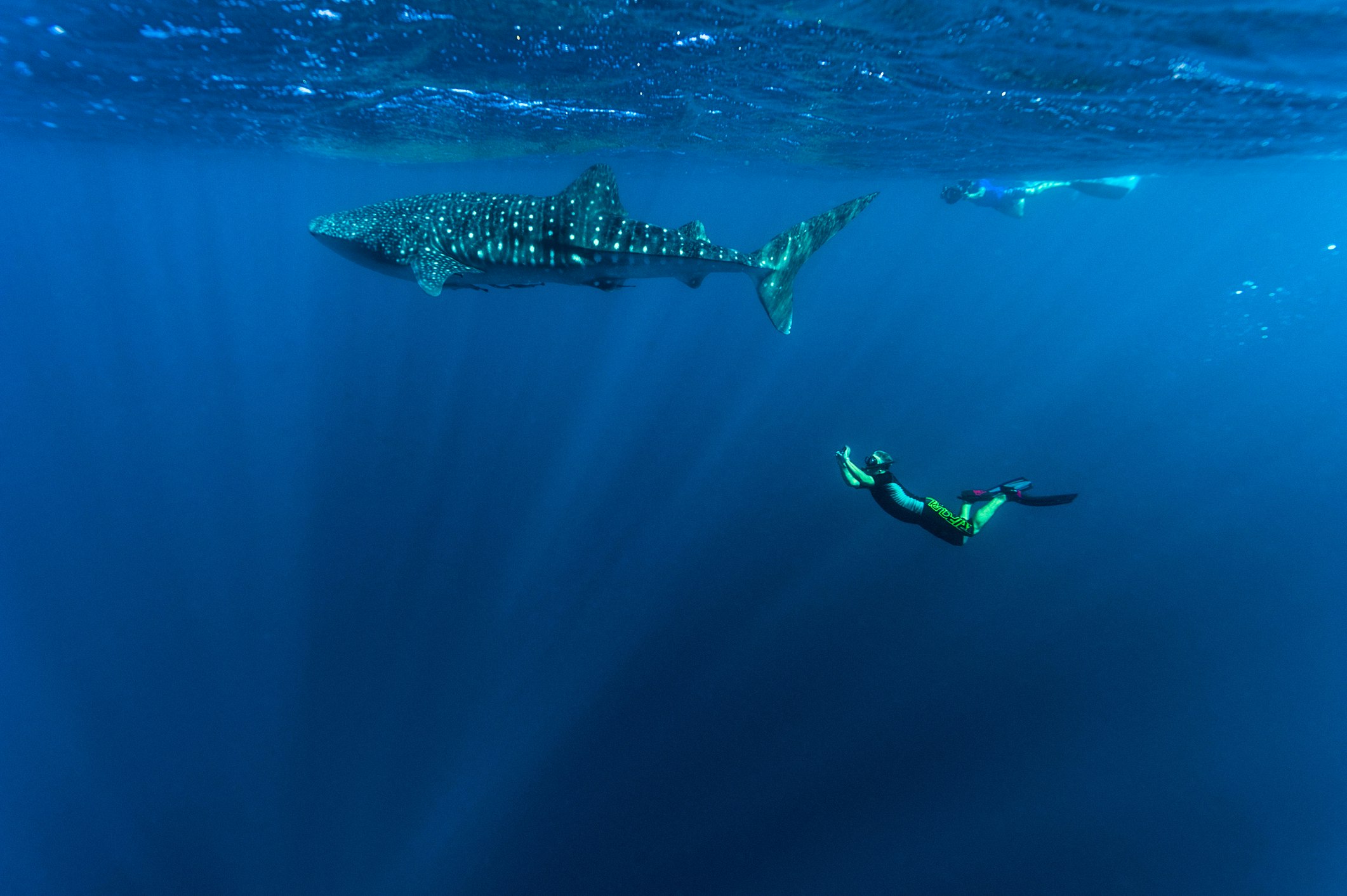 In deep blue waters, a snorkeller swims underwater towards a much larger whale shark 