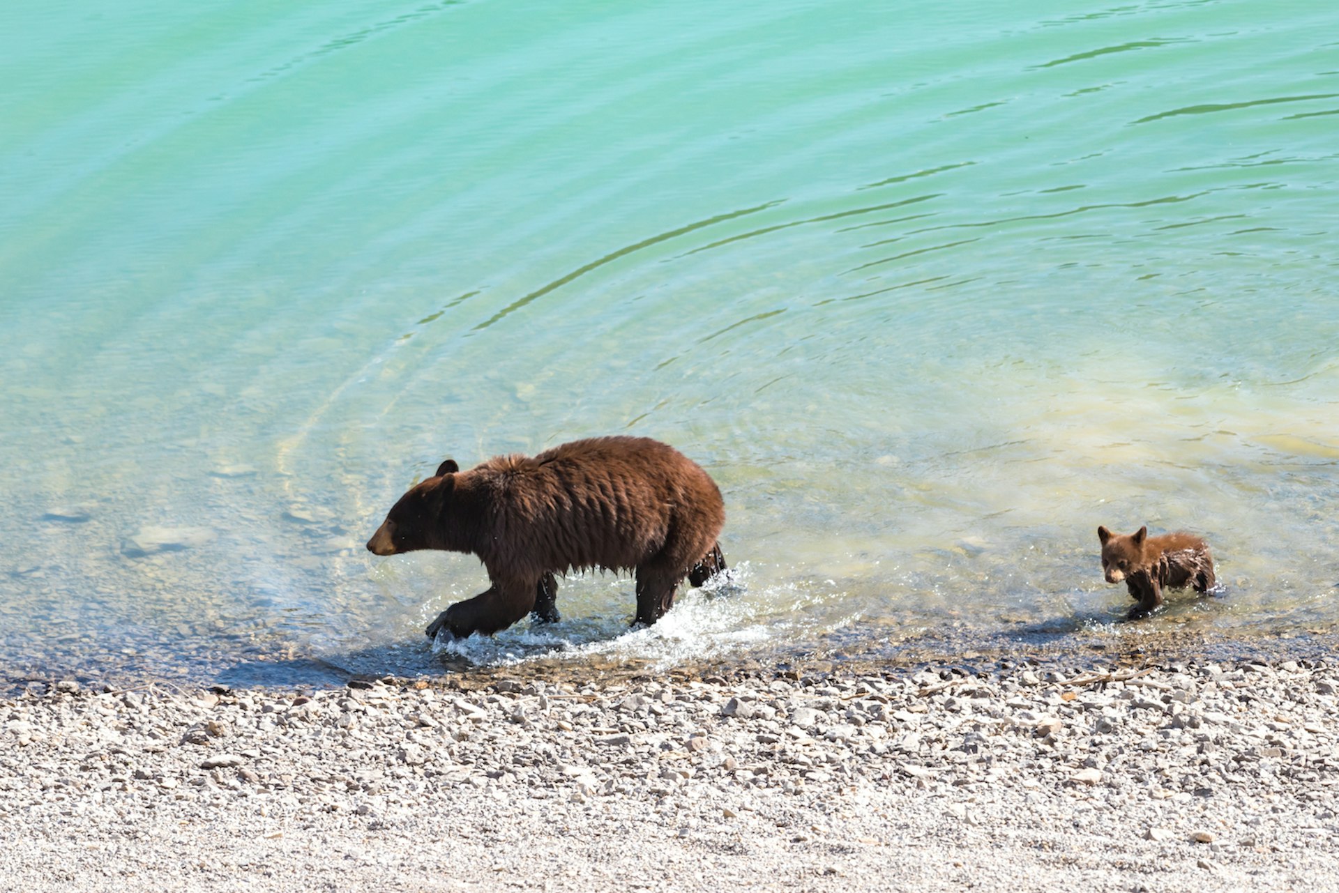 A red-colored black bear mother and baby cub playing in the lake on a hot summer day,