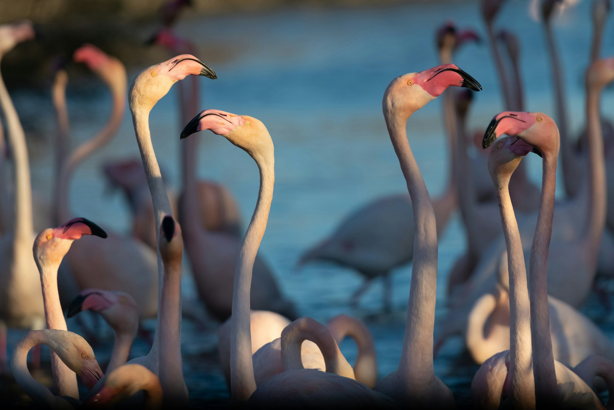 Close up of a group of flamingos in the Camargue, France