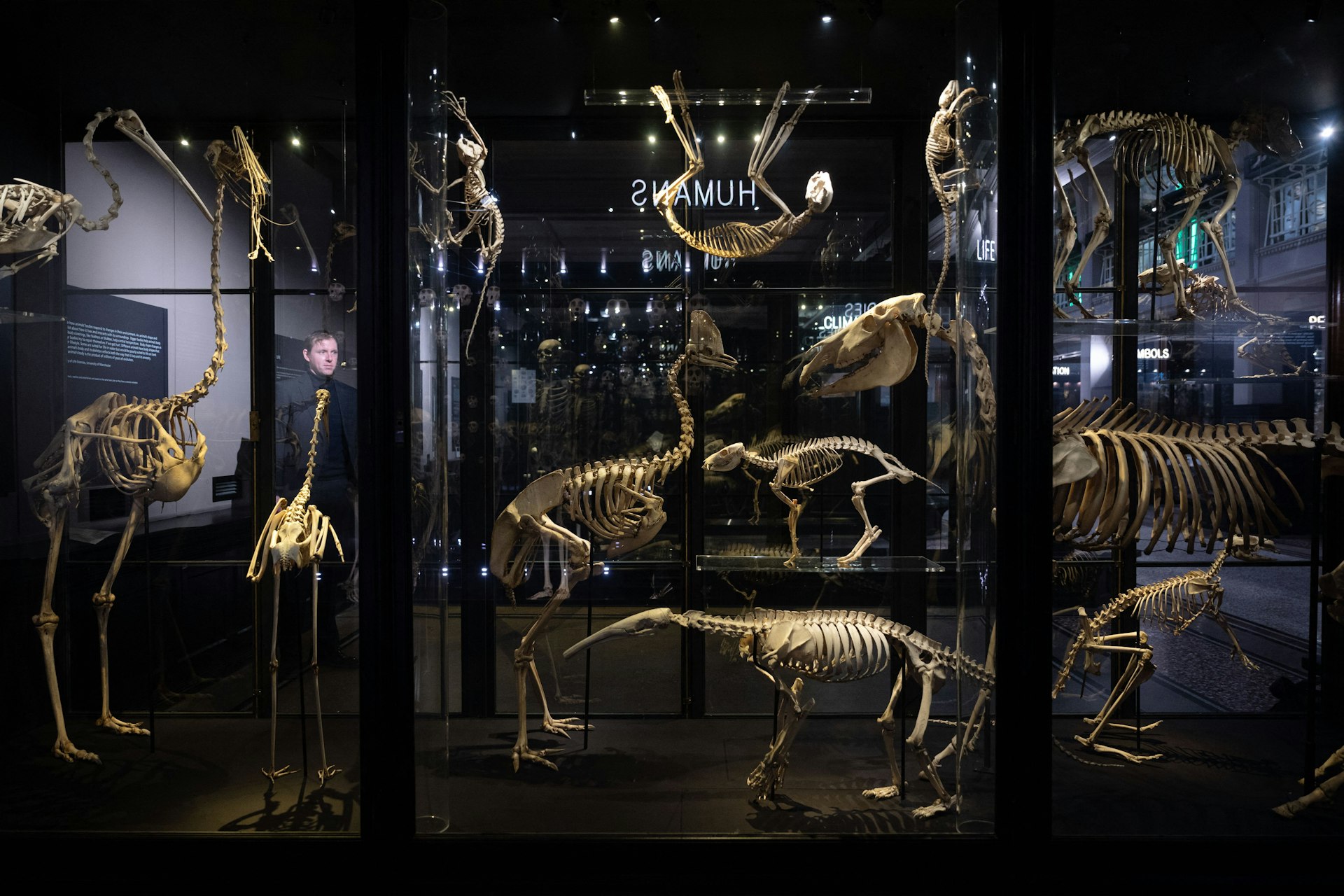 An exhibition case shows animal skeletons in a darkened museum. 