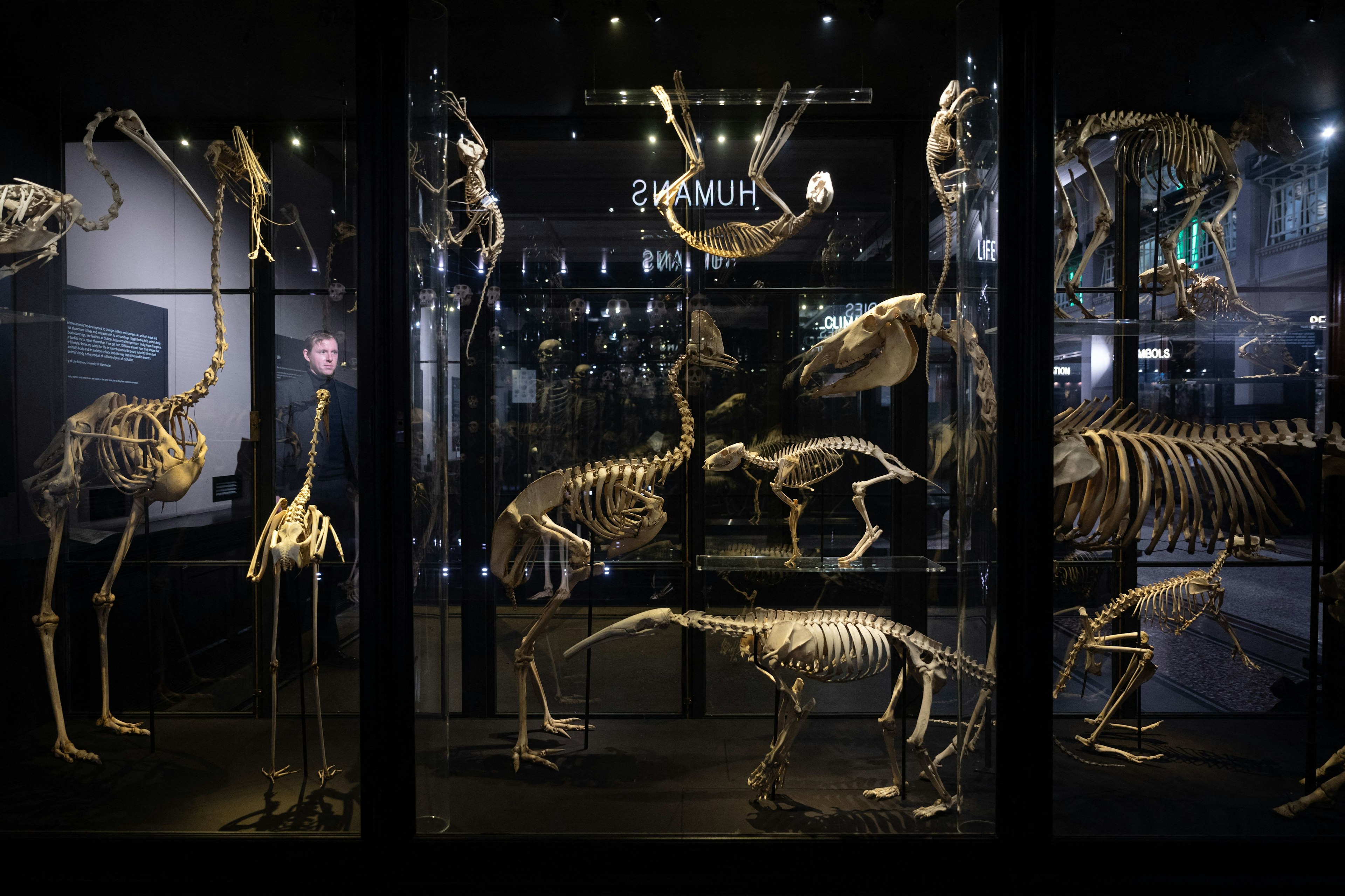 An exhibition case shows animal skeletons in a darkened museum.